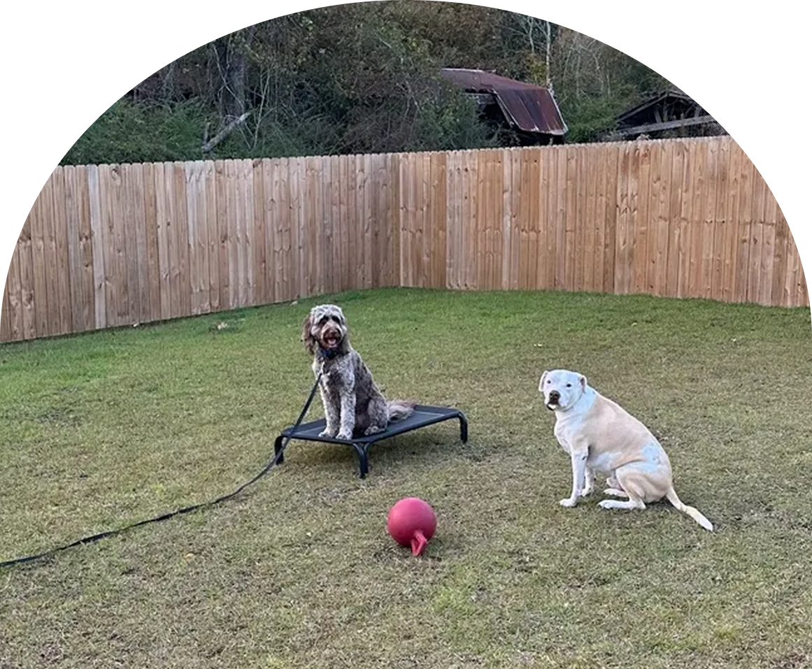 Relaxing dogs in the backyard