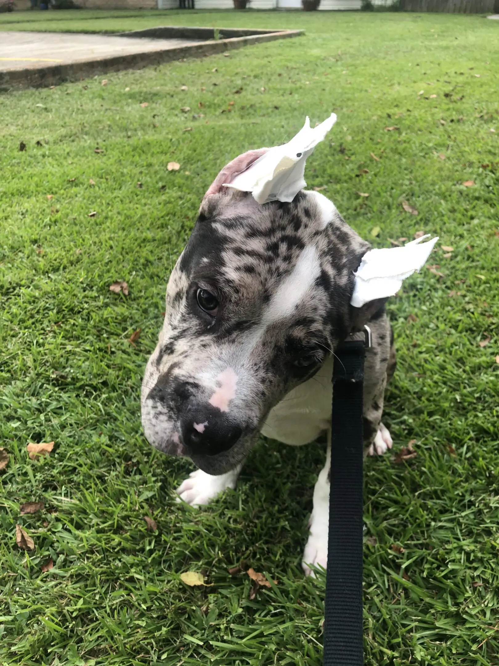 A spotted dog with paper stuck on its head and body standing on grass.