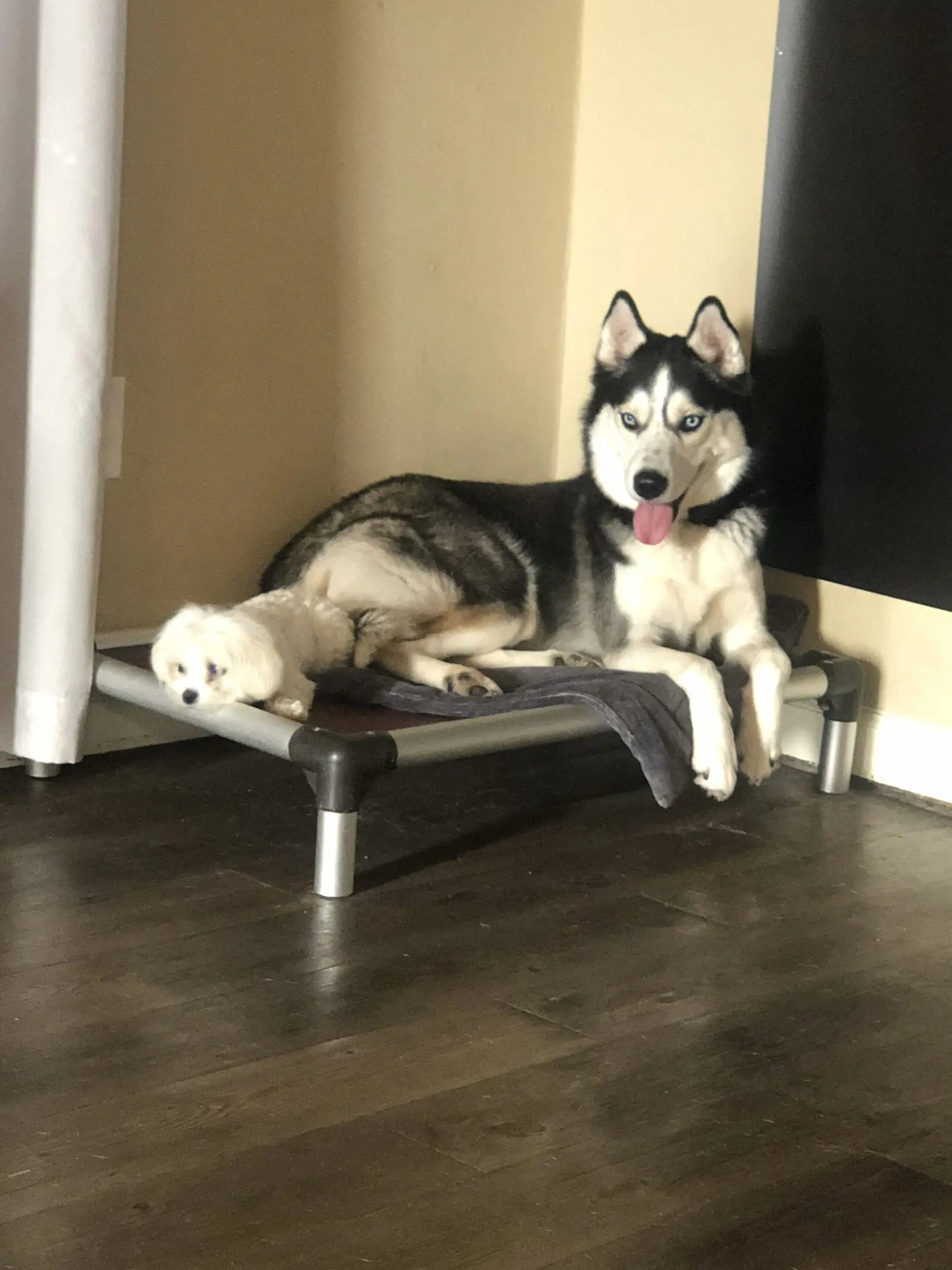 A husky lying on an elevated dog bed indoors.