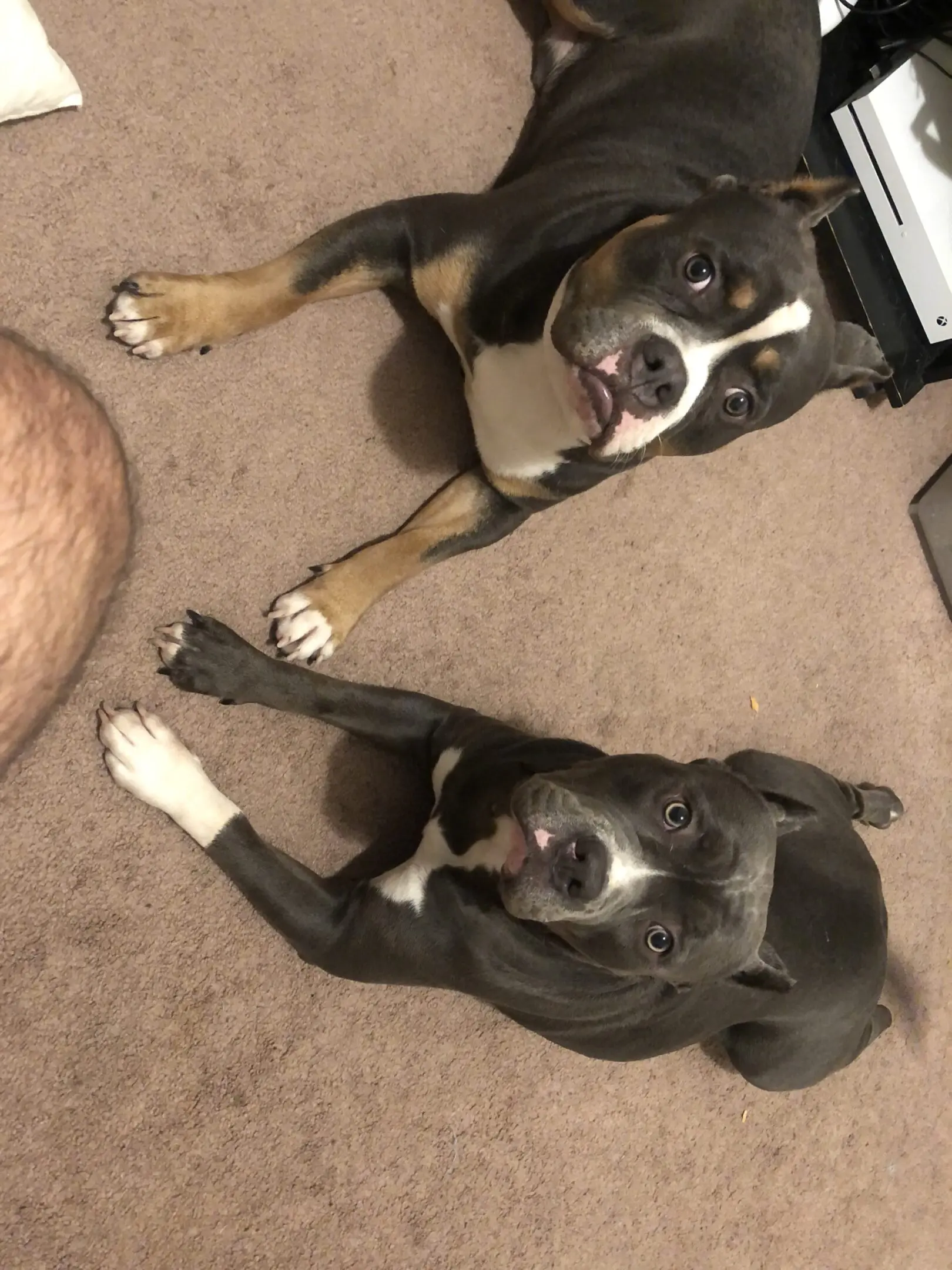 Two black and white dogs lying on a carpeted floor looking up.