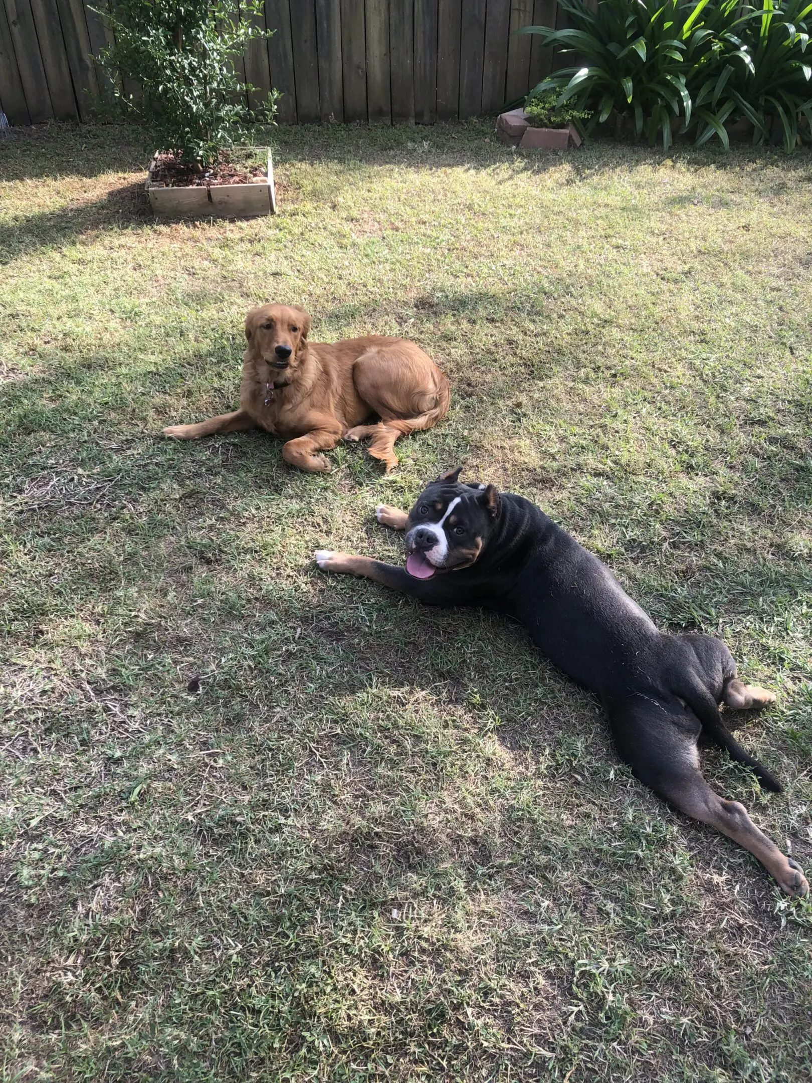 Two dogs relaxing on grass in a sunny yard.