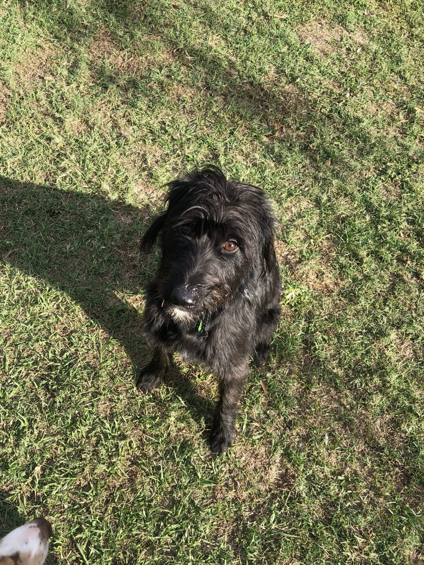 A black dog sitting attentively on grass.