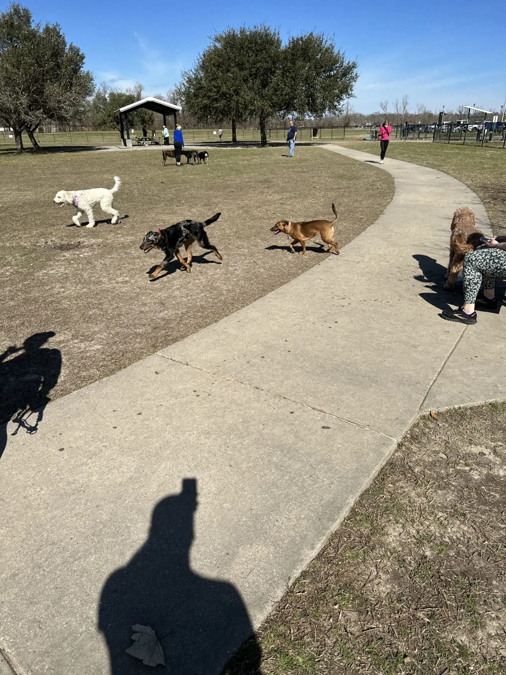 Three dogs playing in a park with a person crouching nearby.