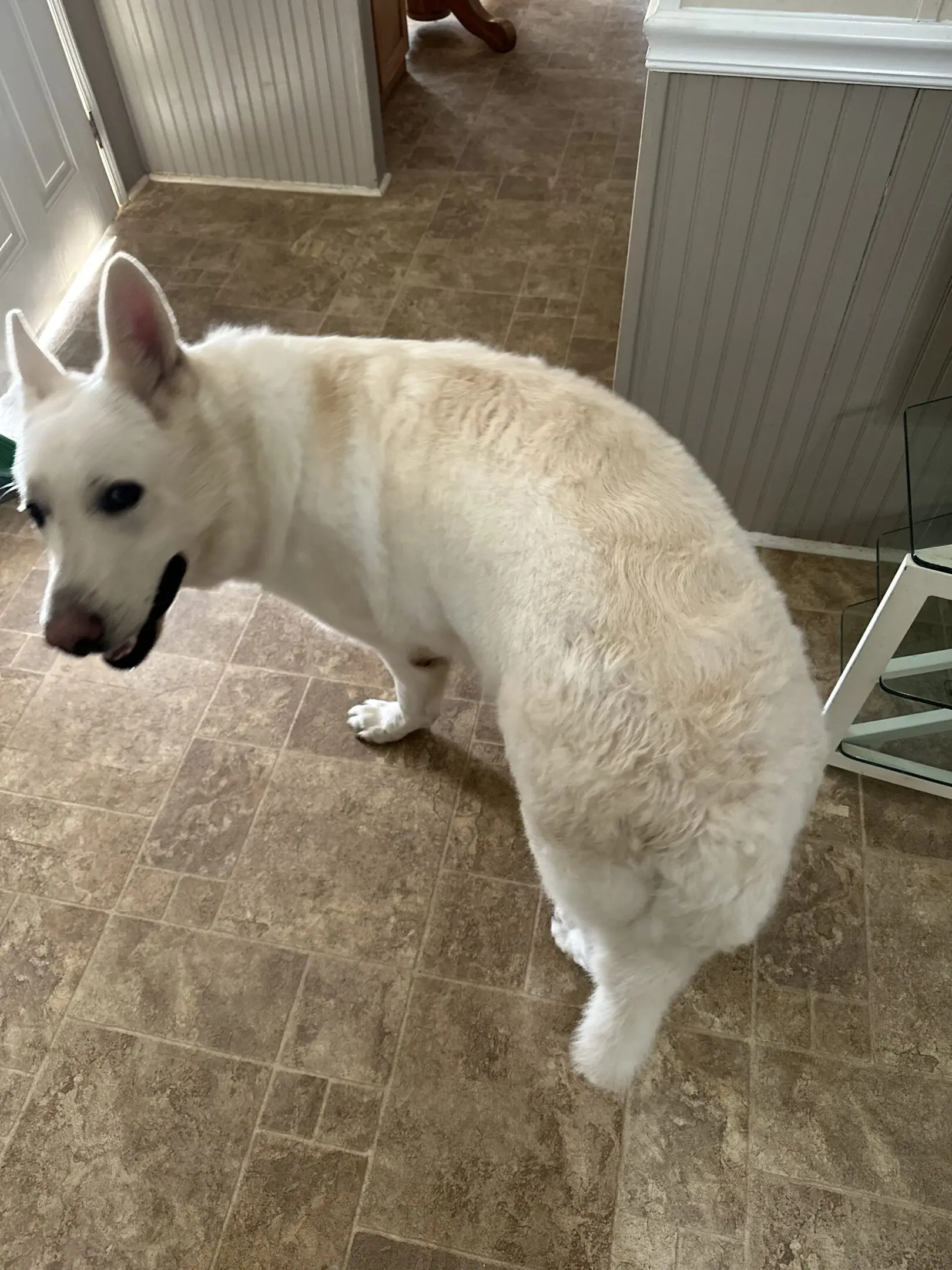 White dog looking back while standing on tiled floor.