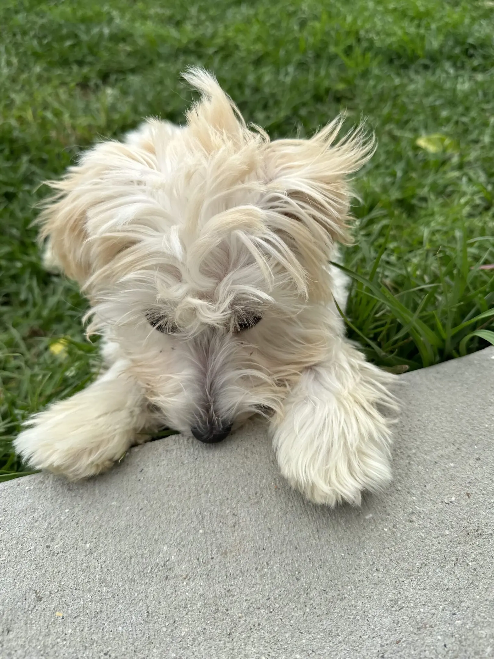 A fluffy white dog looking down over a concrete edge.