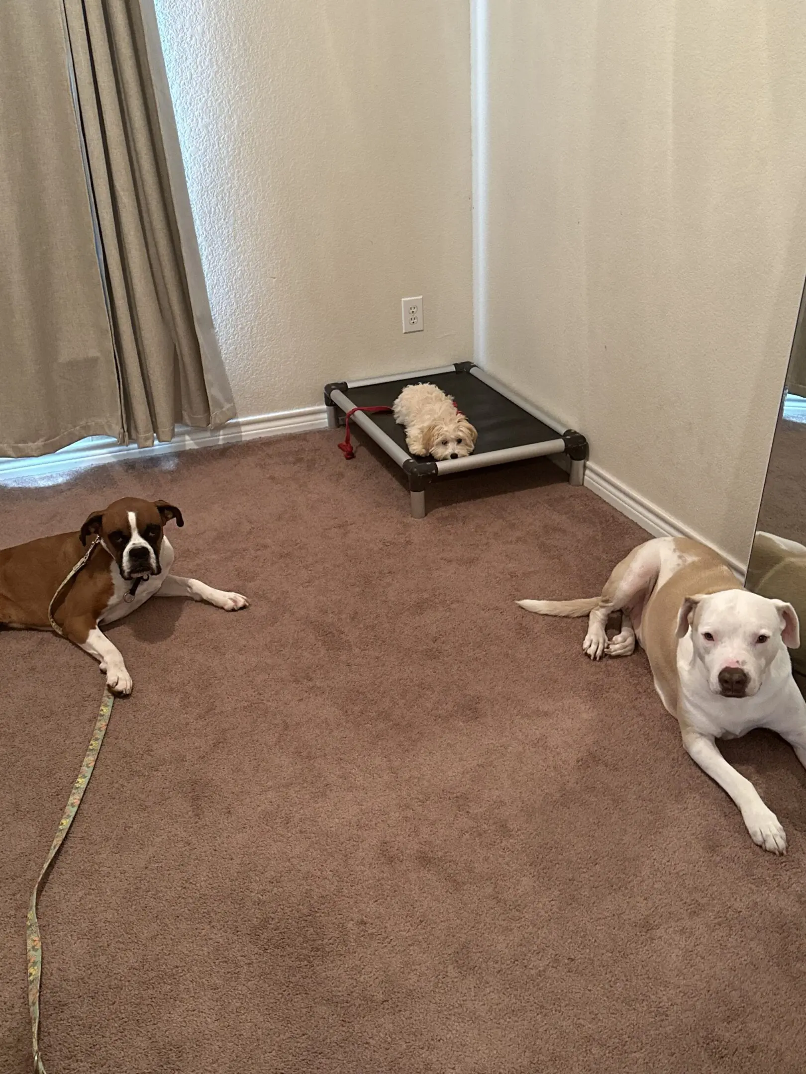 Three dogs resting on a carpeted floor in a cozy room.