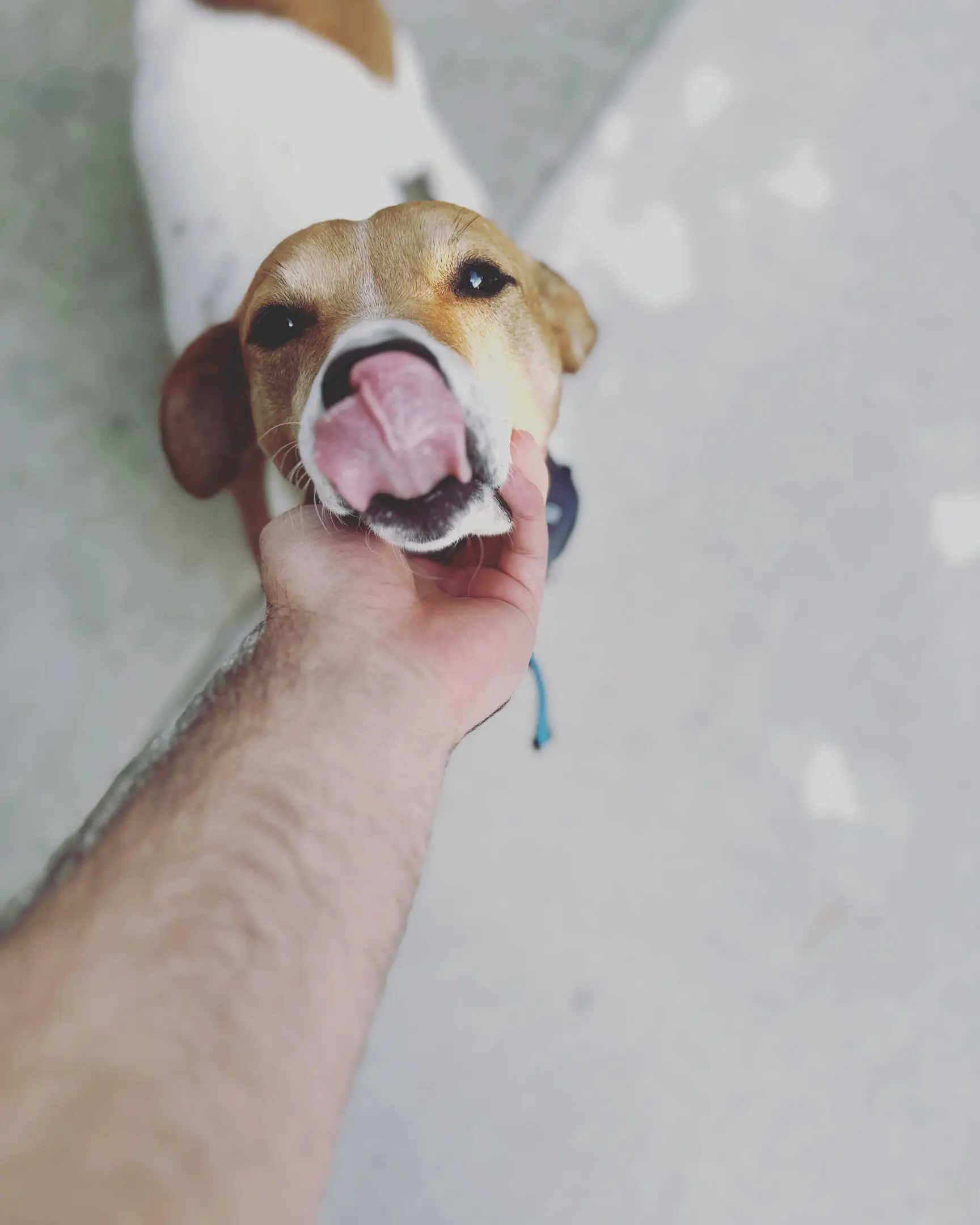 A person holding a dog's face playfully, dog licking its nose.