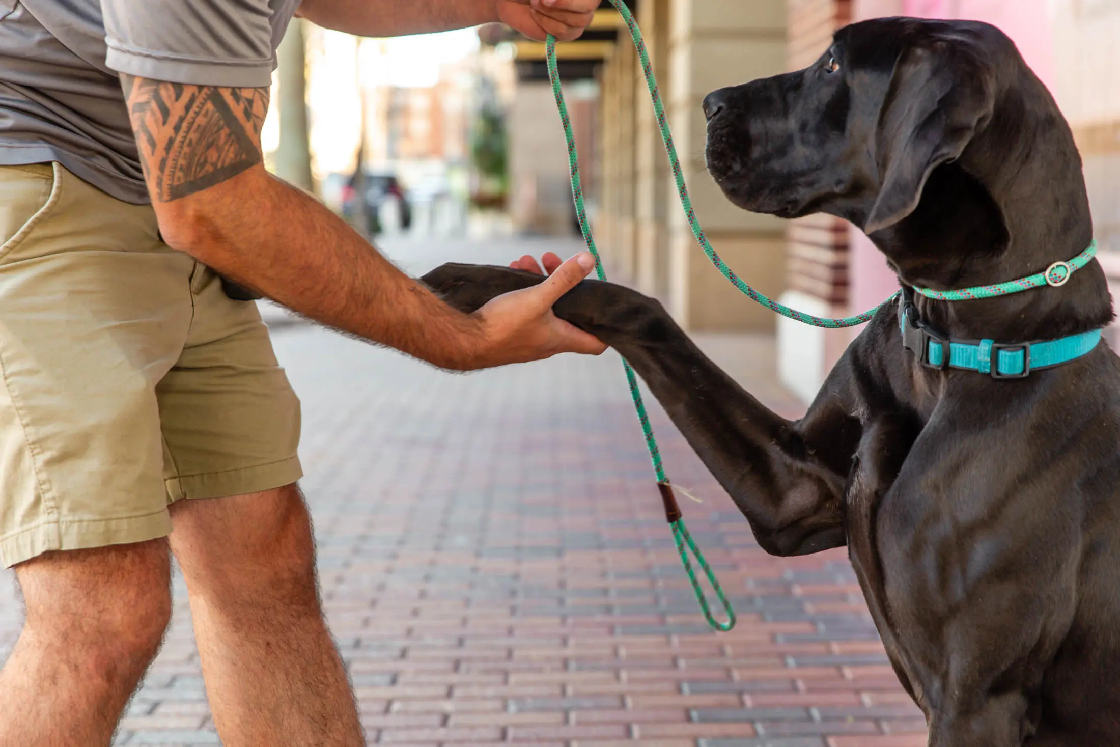 A person shaking hands with a black dog outdoors.