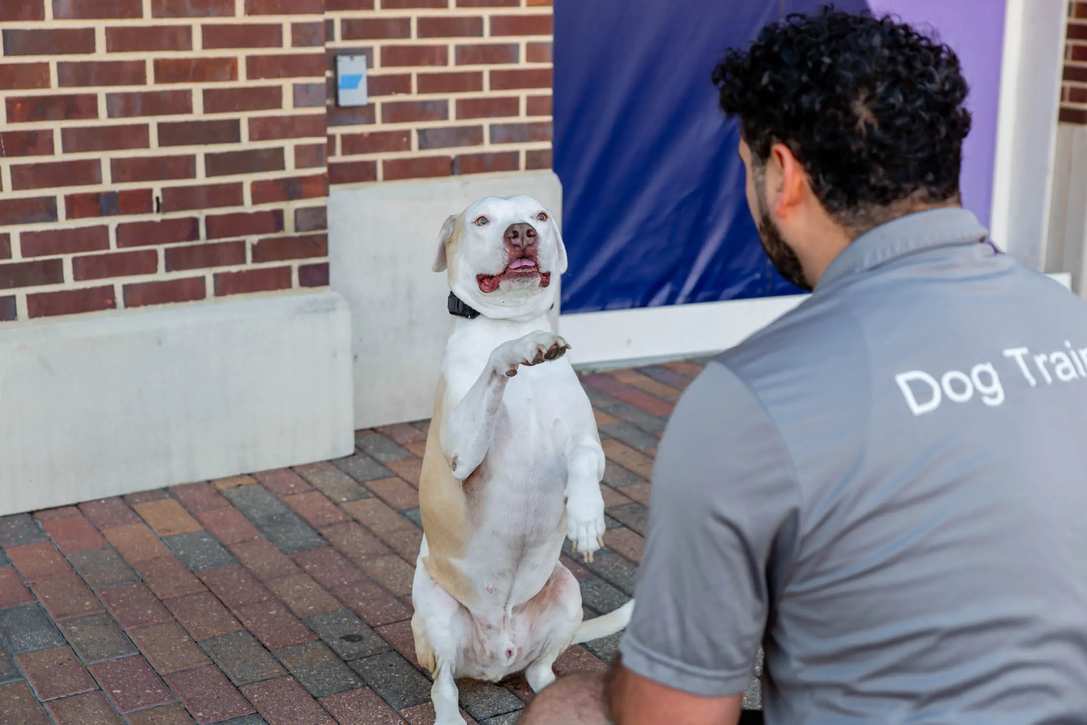 A dog sits upright on its hind legs while a man interacts with it.