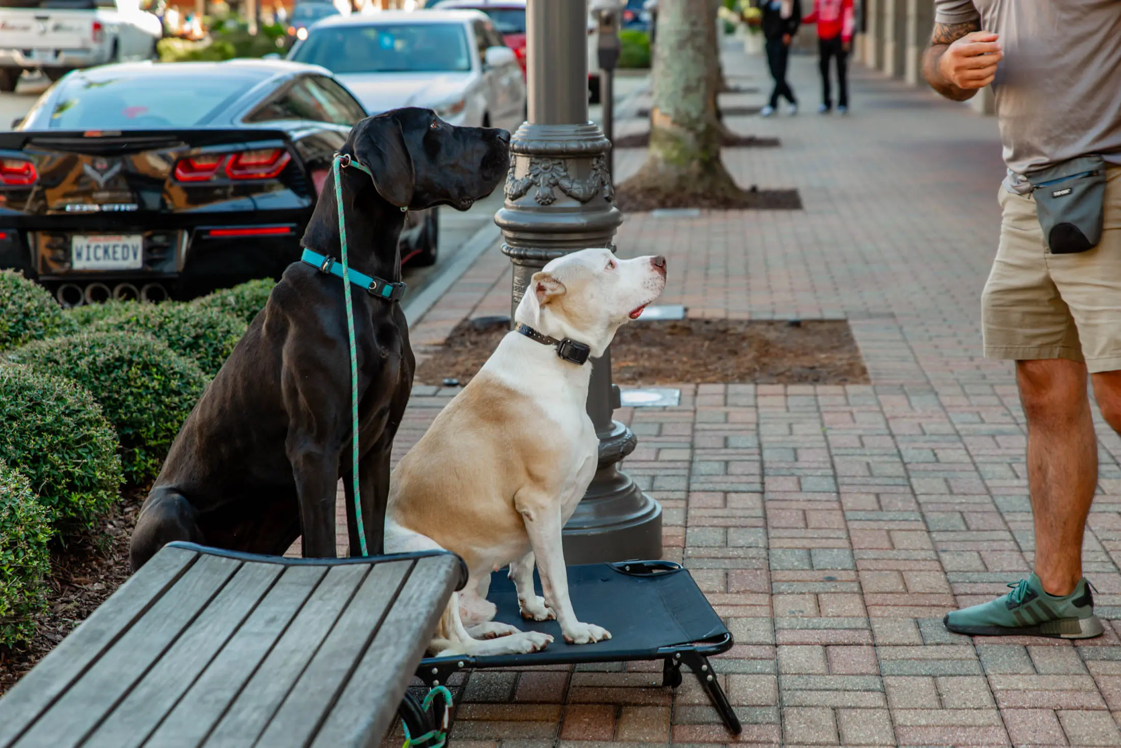 Two dogs patiently wait on a city sidewalk, one sitting on a bench and the other on a small platform.