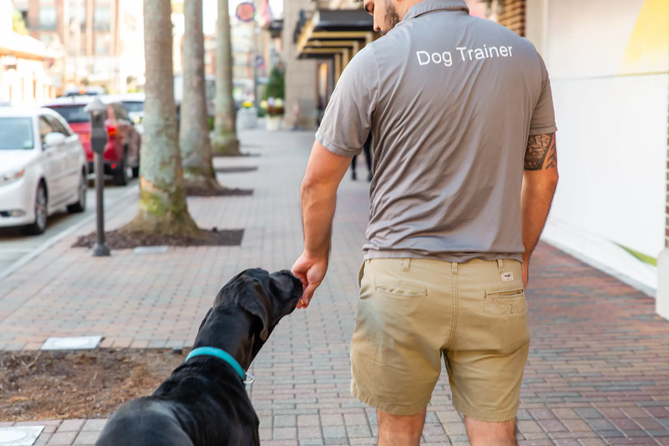 A man walking a black dog on a city sidewalk.
