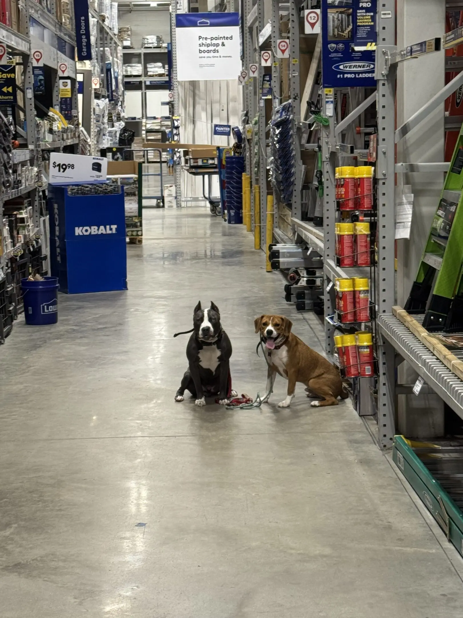 Two dogs sitting calmly in a store aisle filled with various products.