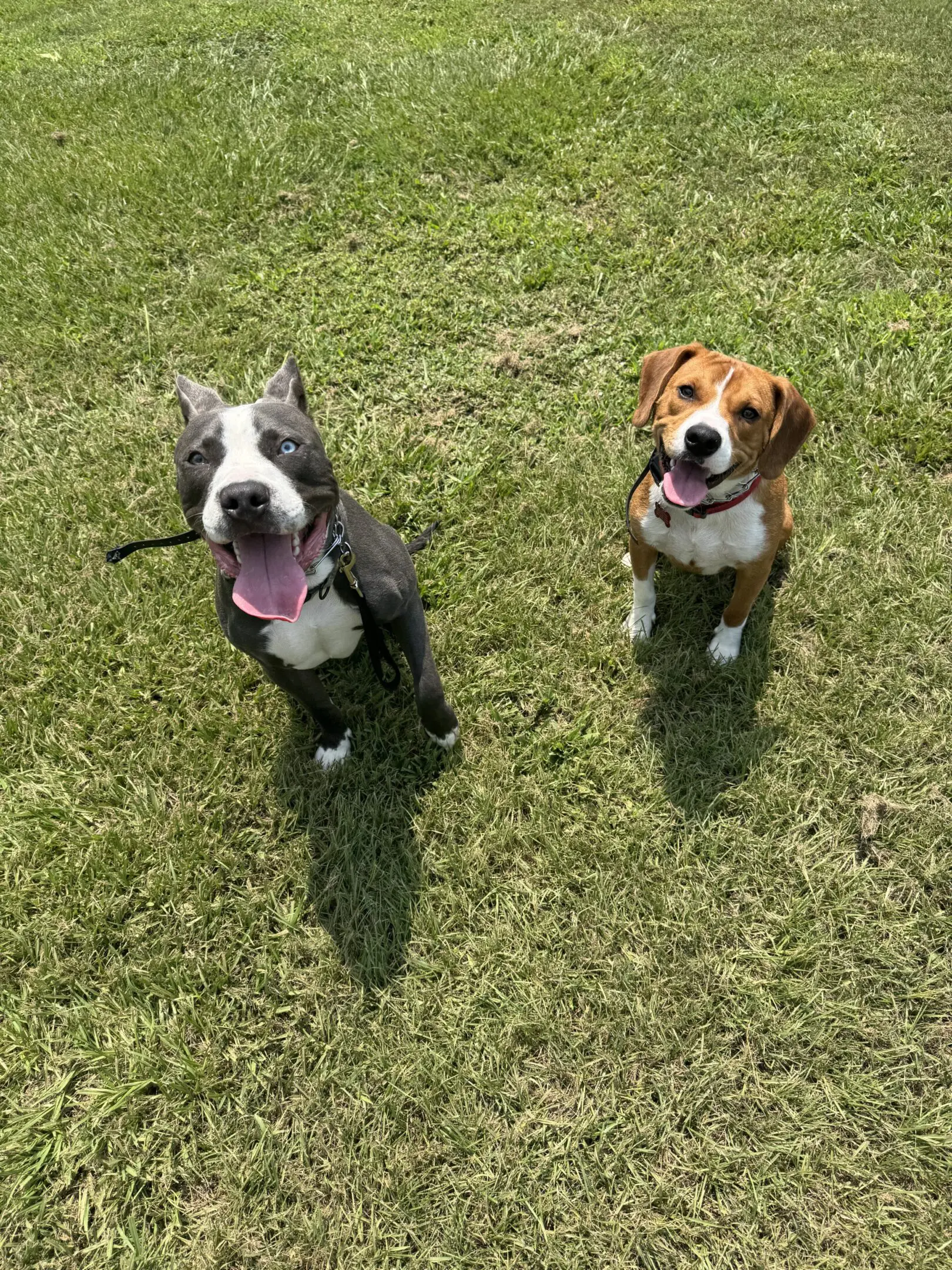 Two happy dogs sitting on green grass looking up.