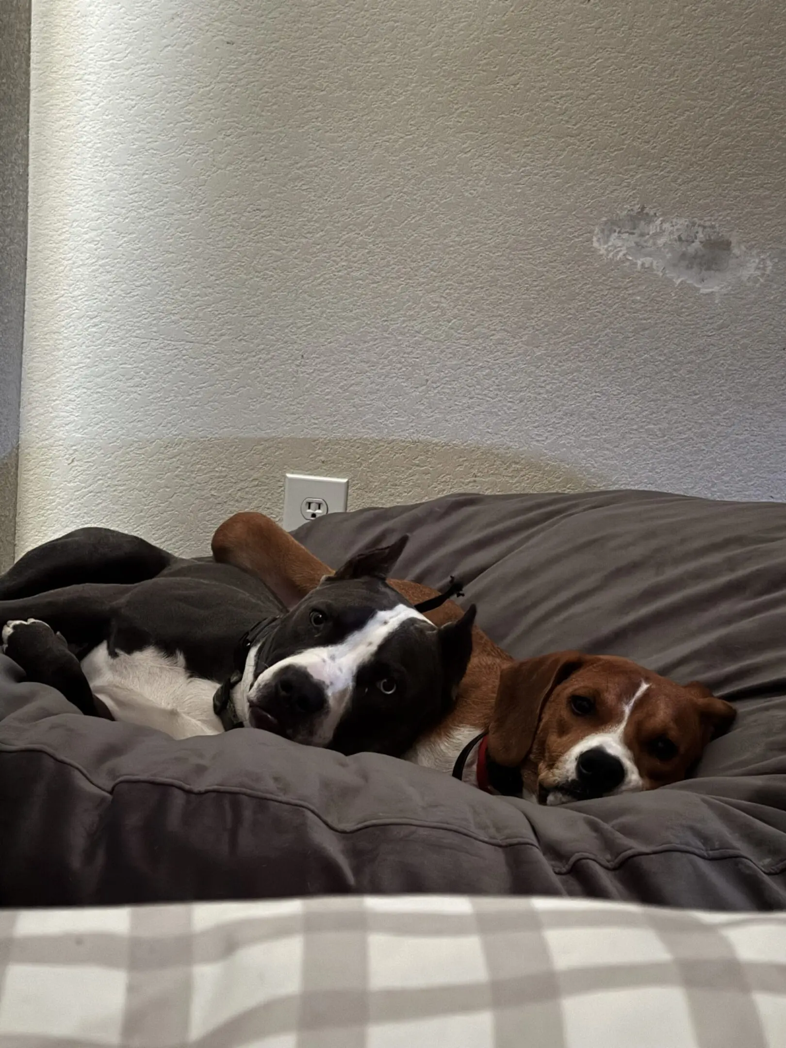 Two dogs resting together on a bed with dark bedding.