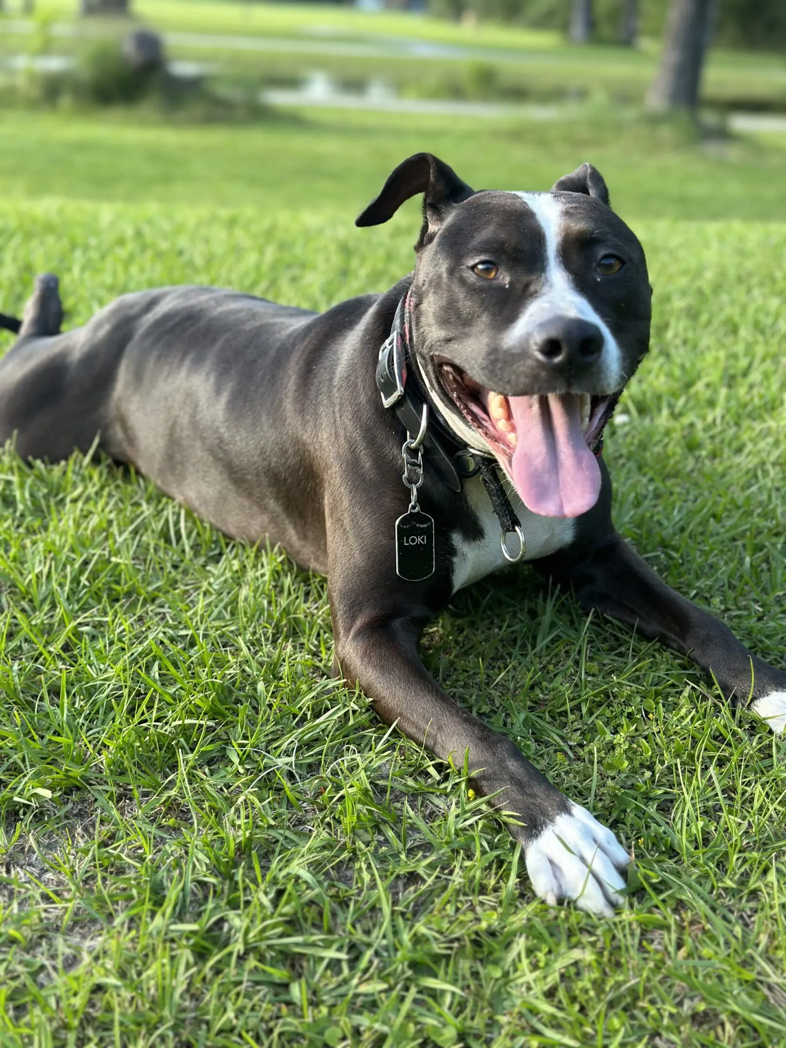 Happy black and white dog lying on green grass with tongue out.