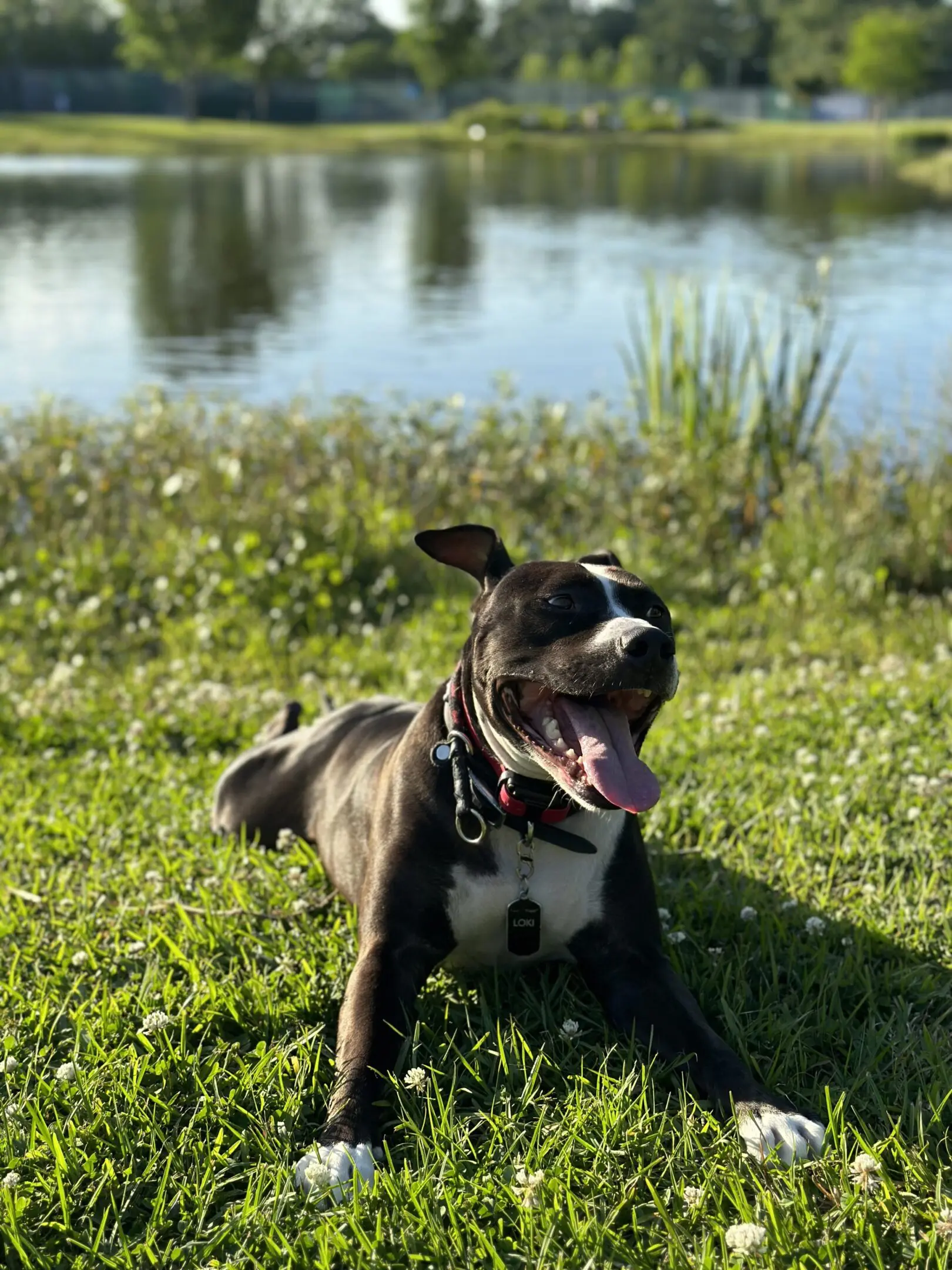 Happy black and white dog lying on grass near a pond, panting with tongue out.
