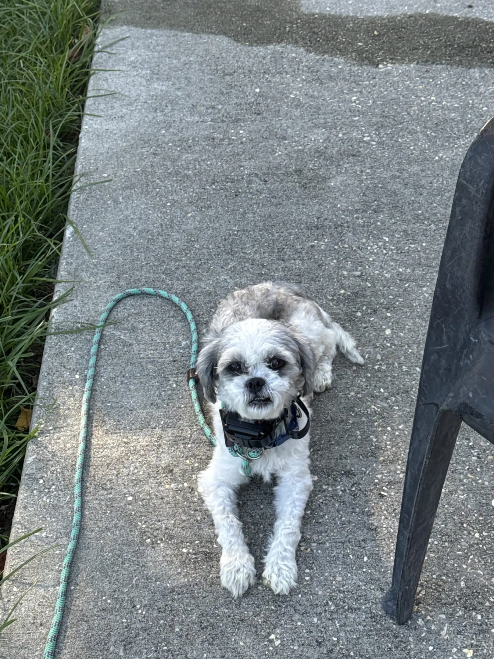 Small dog with a leash sitting on concrete near grass and a chair.