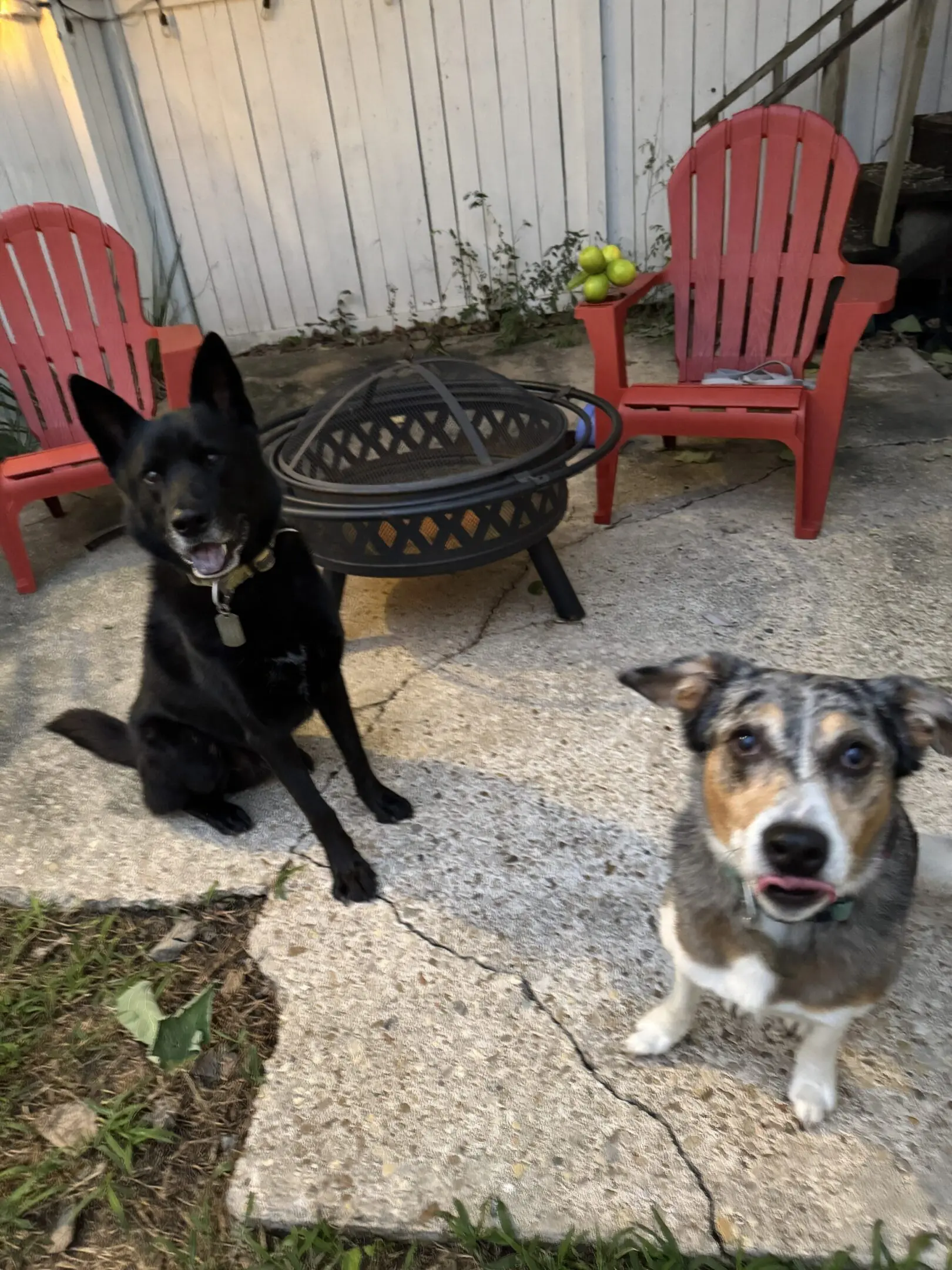 Two dogs sitting near a fire pit with red chairs in the background.