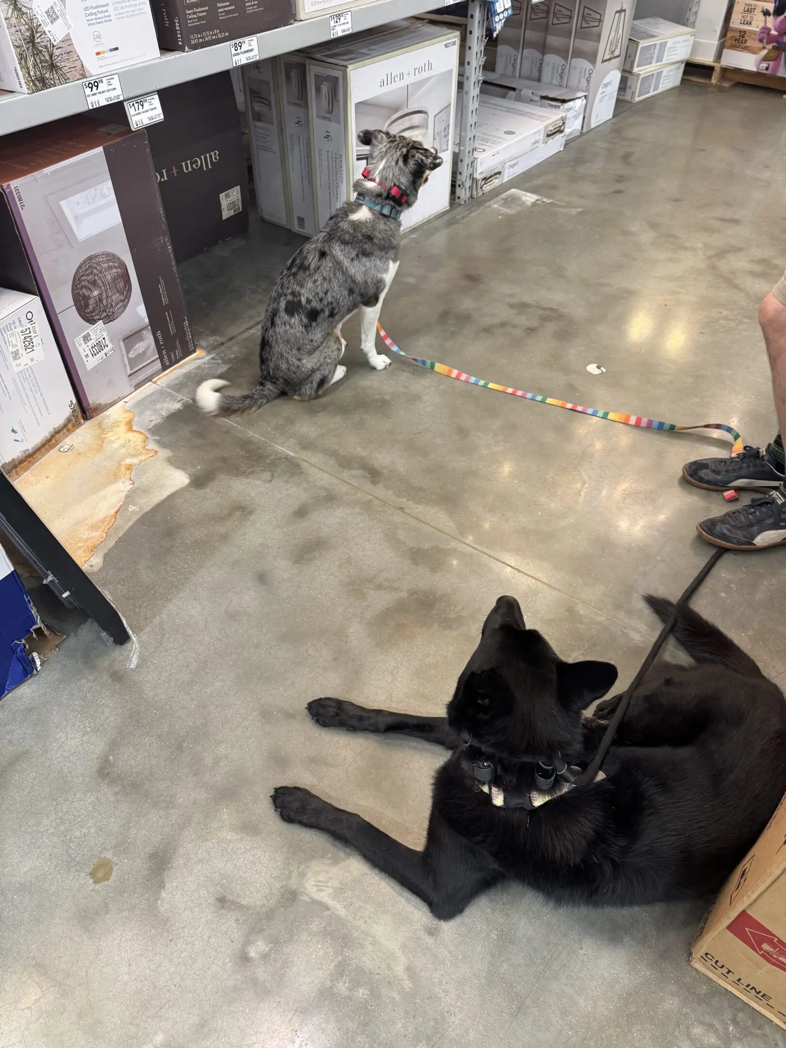 Two dogs on leashes resting on a concrete floor indoors.