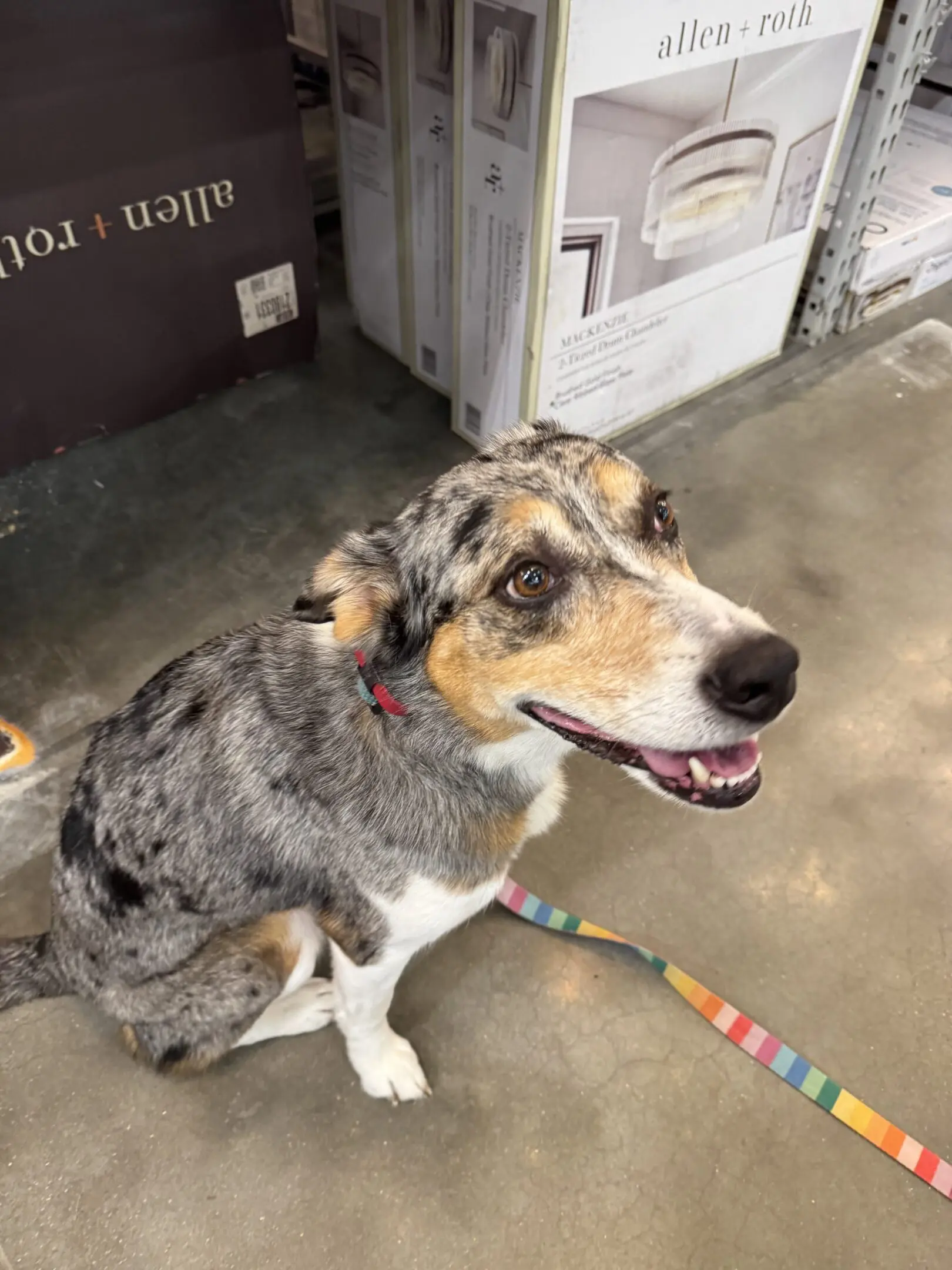 A happy Australian Shepherd dog sitting indoors on a leash.