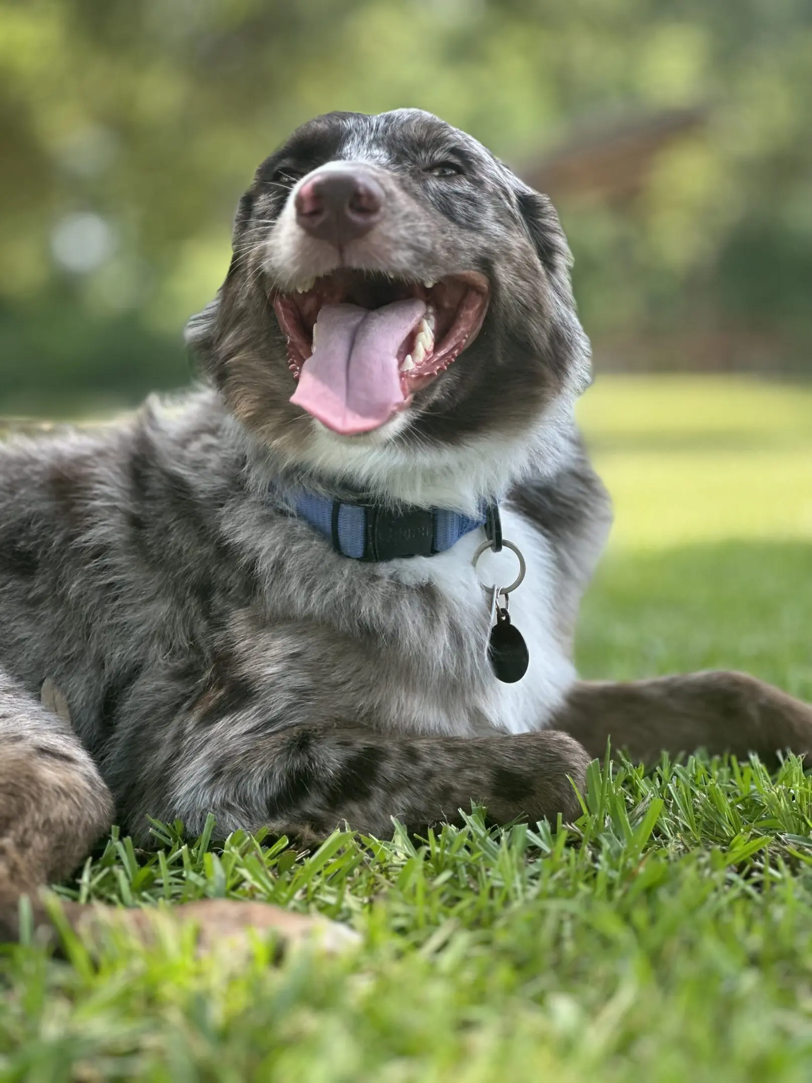 Happy dog lying on grass with tongue out.