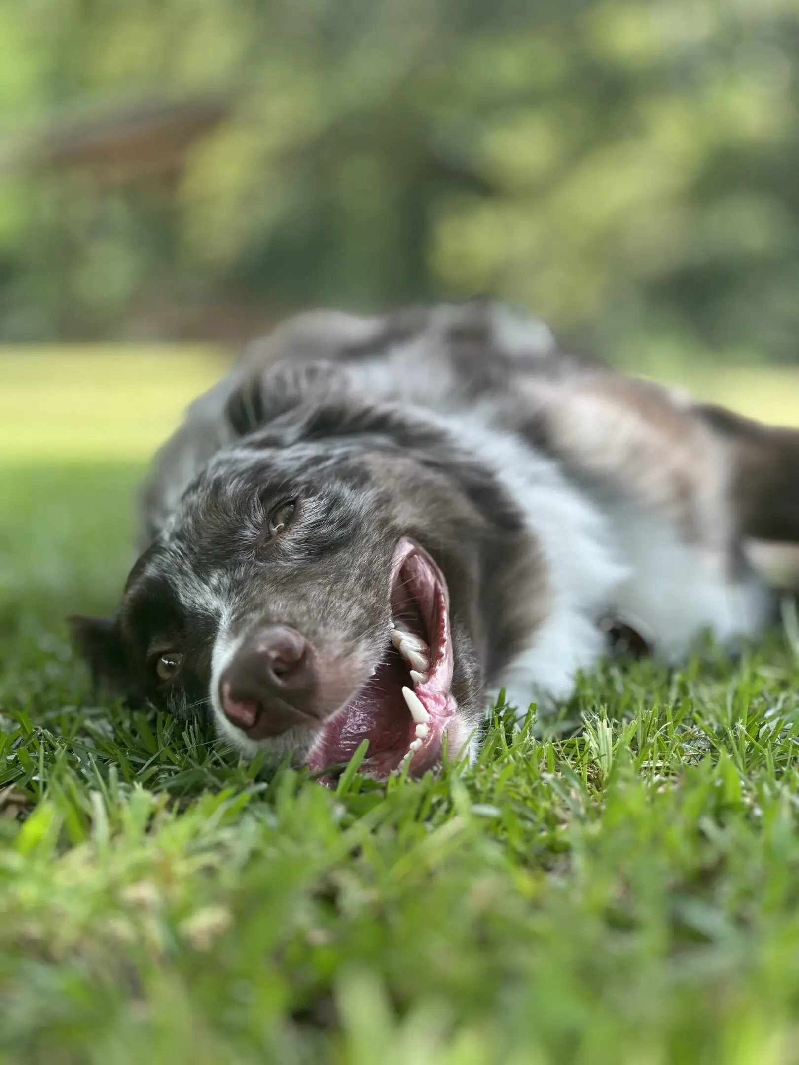 A dog lying on grass with eyes closed, looking relaxed.