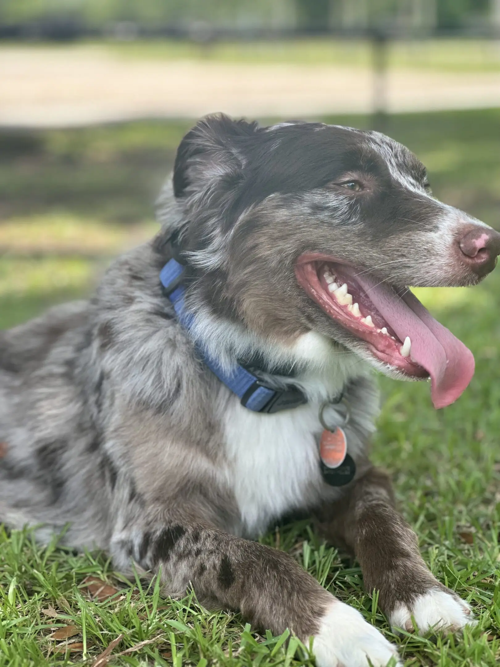 Happy dog panting outdoors on grass.