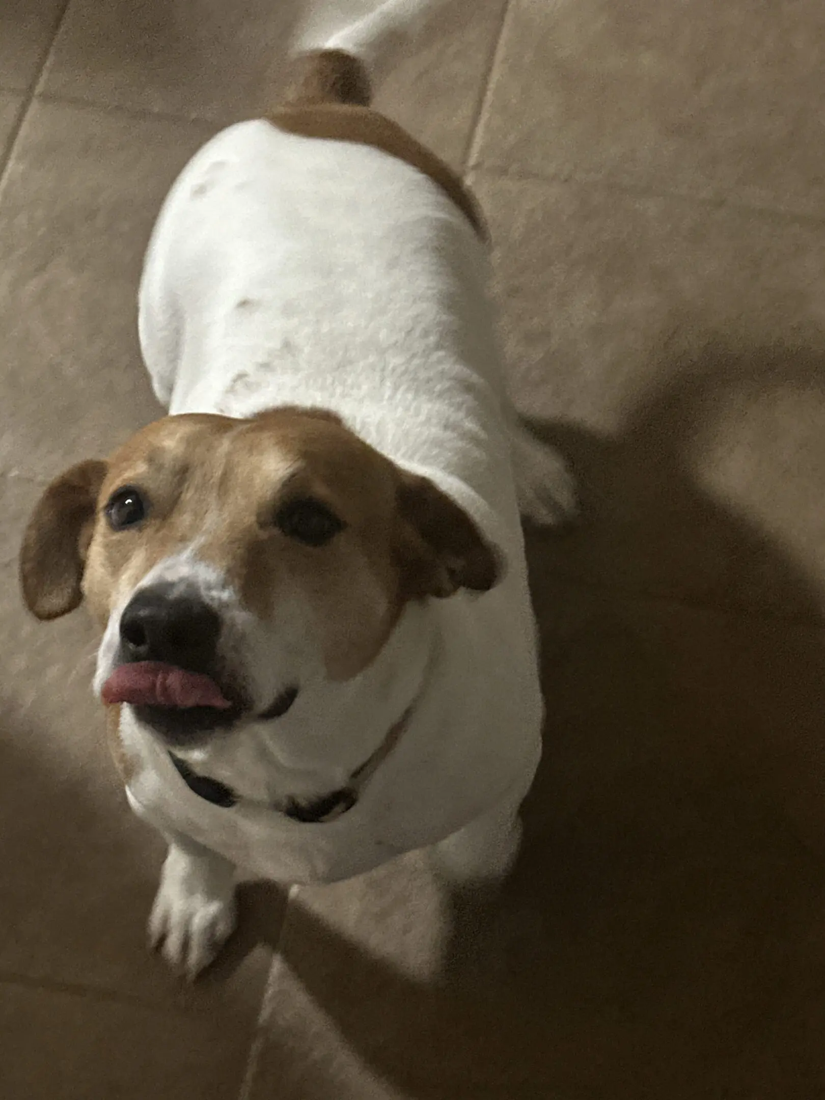 A dog with white and brown fur licking its nose indoors.