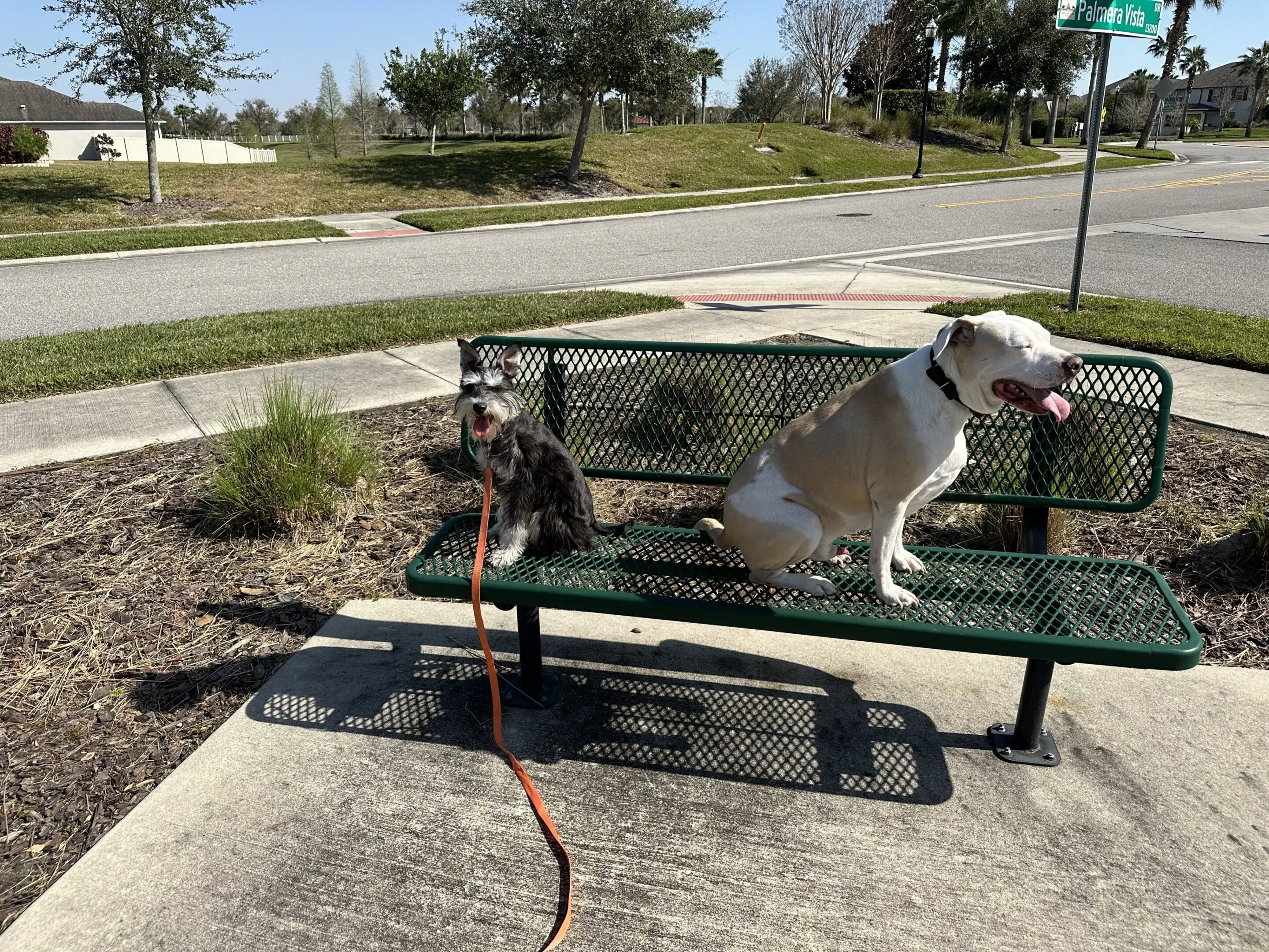 A dog sitting on a park bench next to a camouflage backpack.