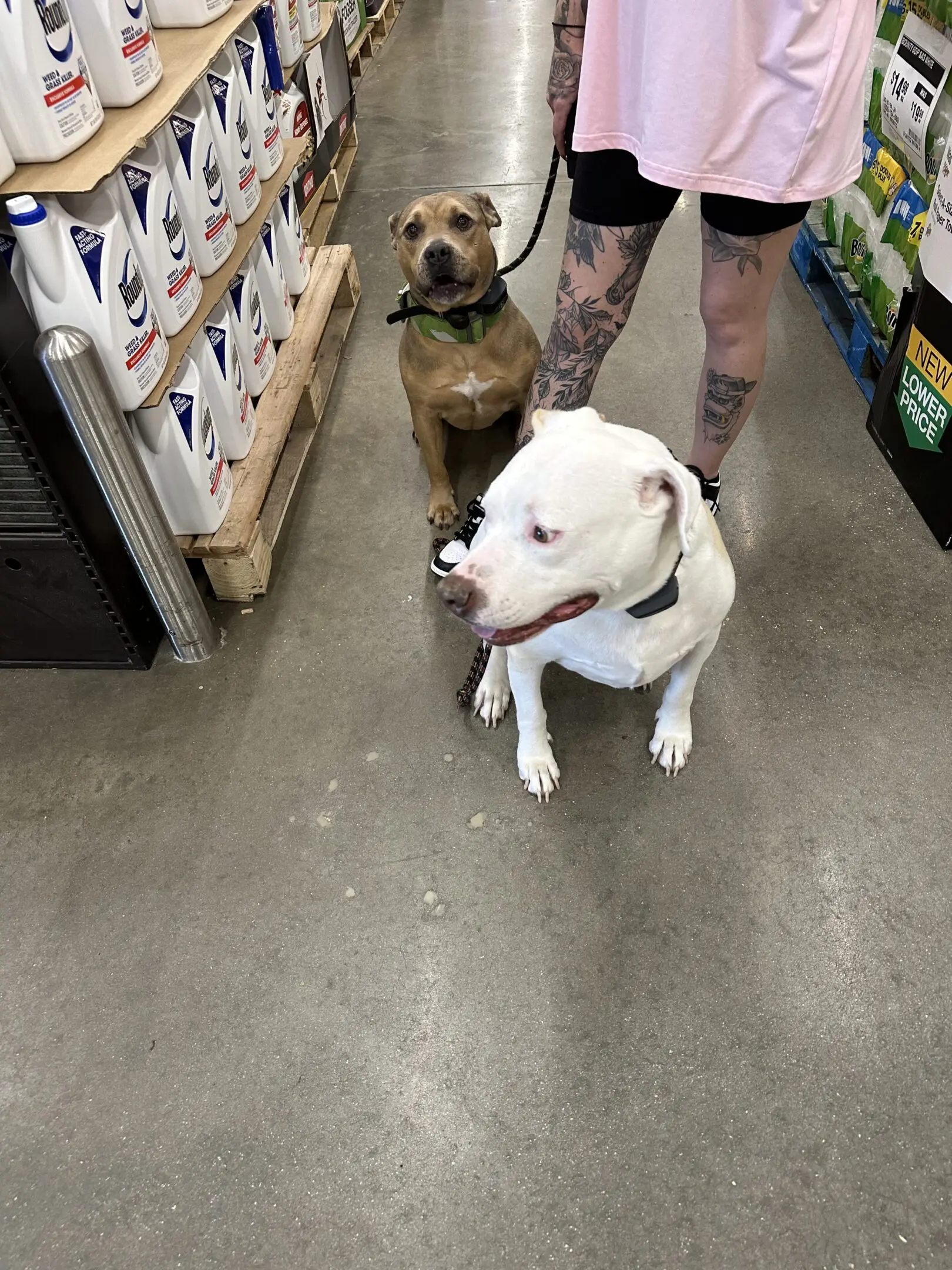 Two dogs sitting on a store floor near a person's legs.