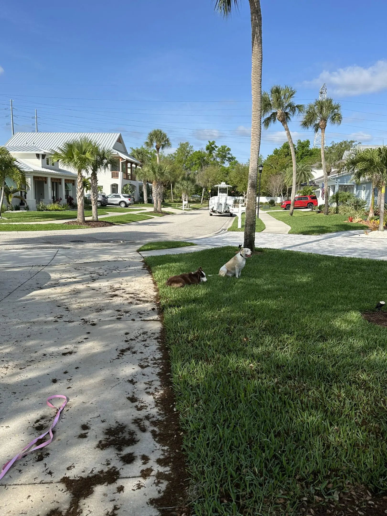A sunny suburban street with palm trees and houses.