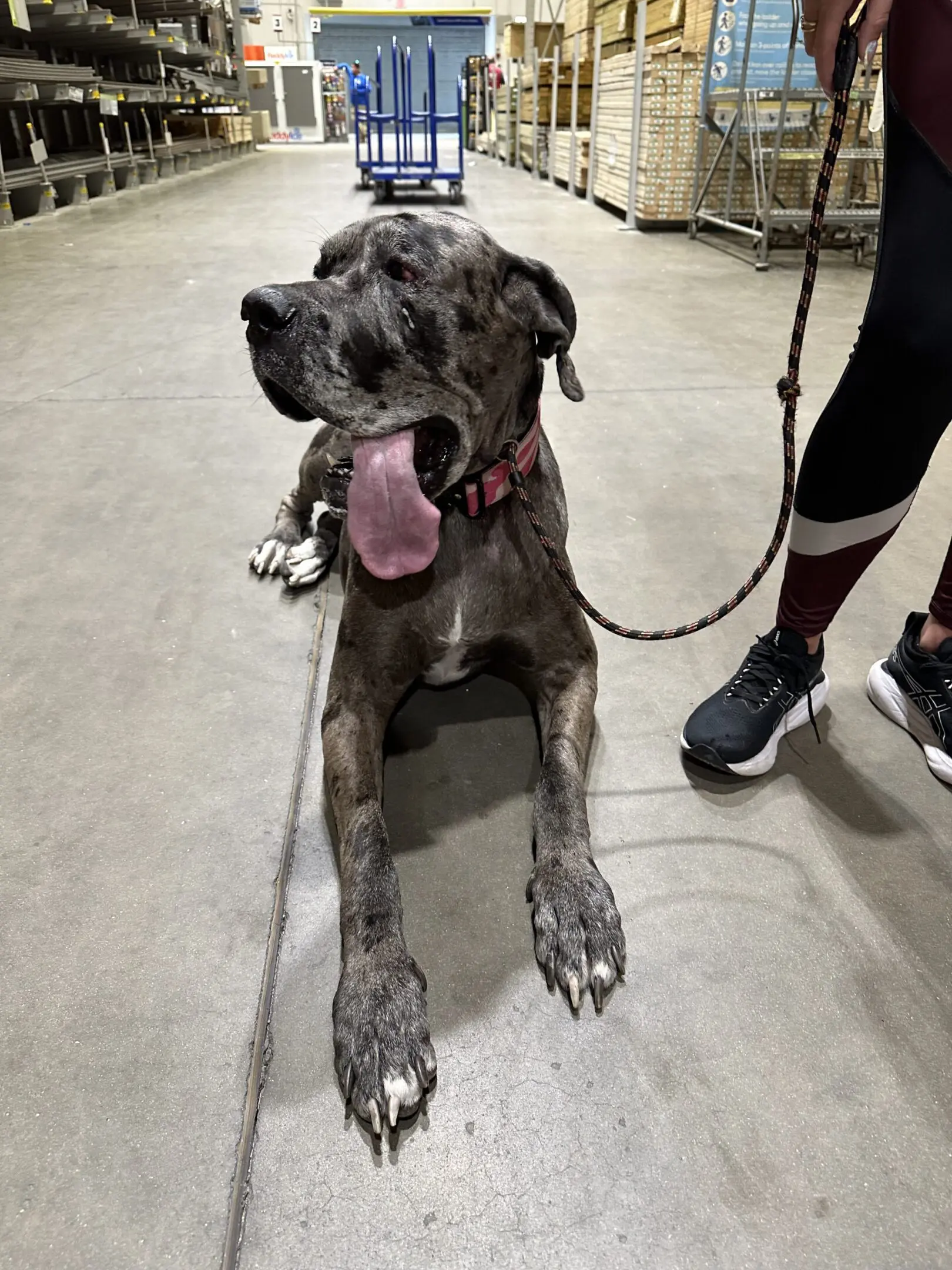Large gray dog panting with tongue out while on a leash indoors.