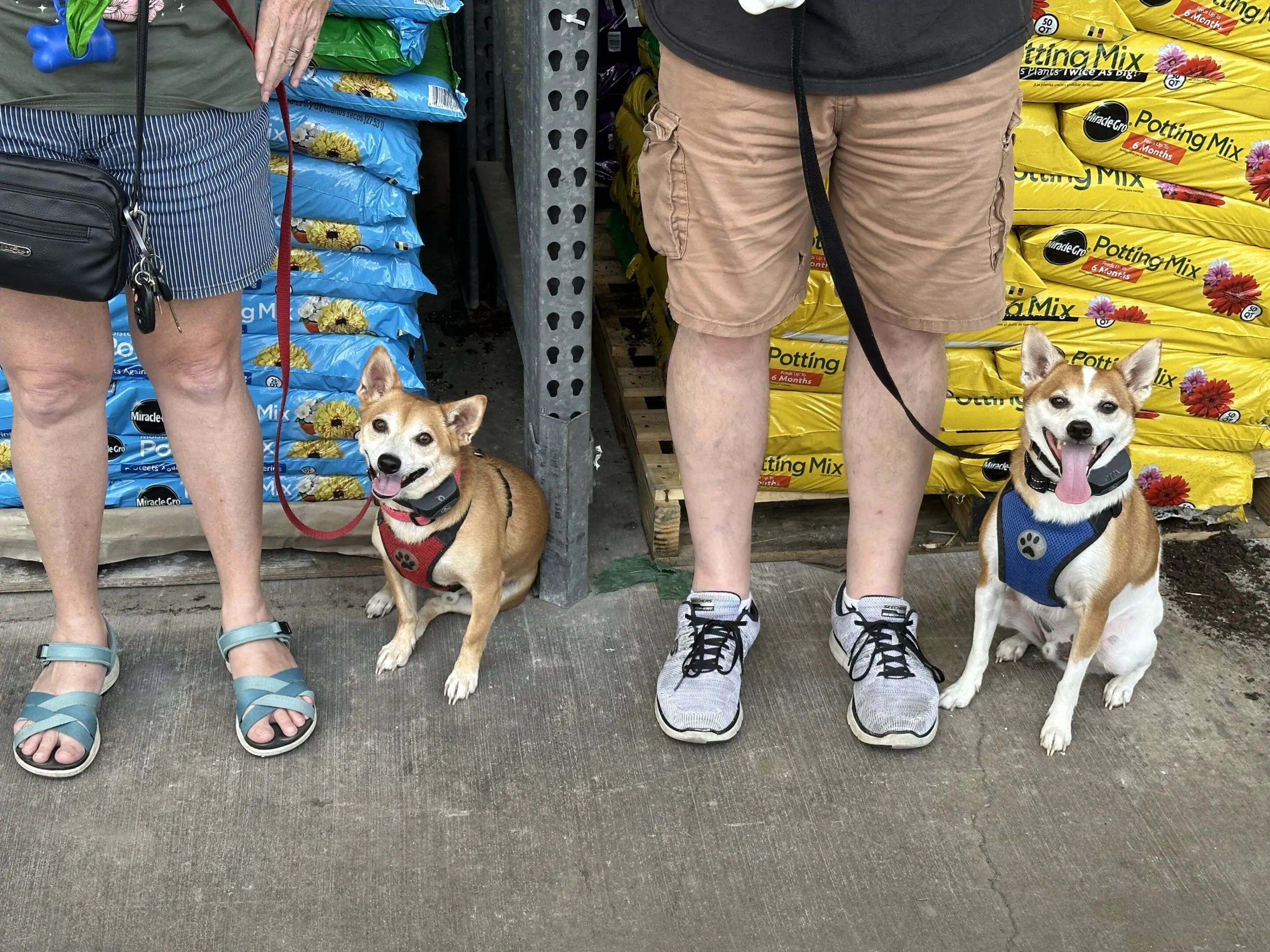 Two happy dogs sitting between two people at a store.