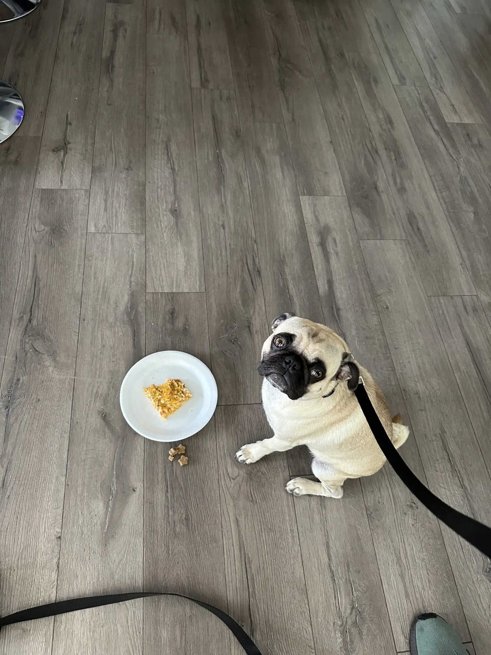 A pug on a leash sitting next to a cup of coffee on a wooden floor.