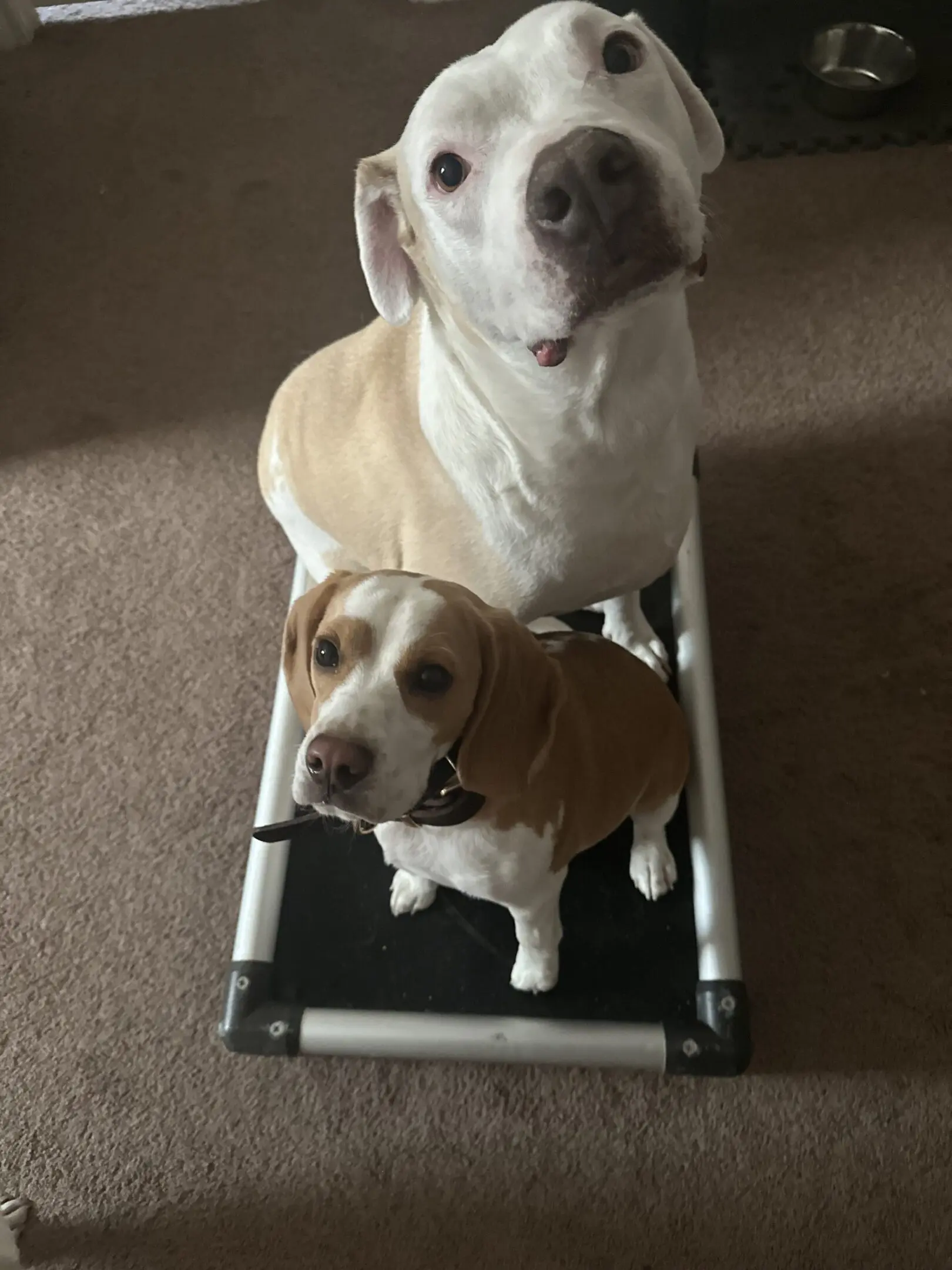 Two dogs sitting closely together on a small elevated pet bed.