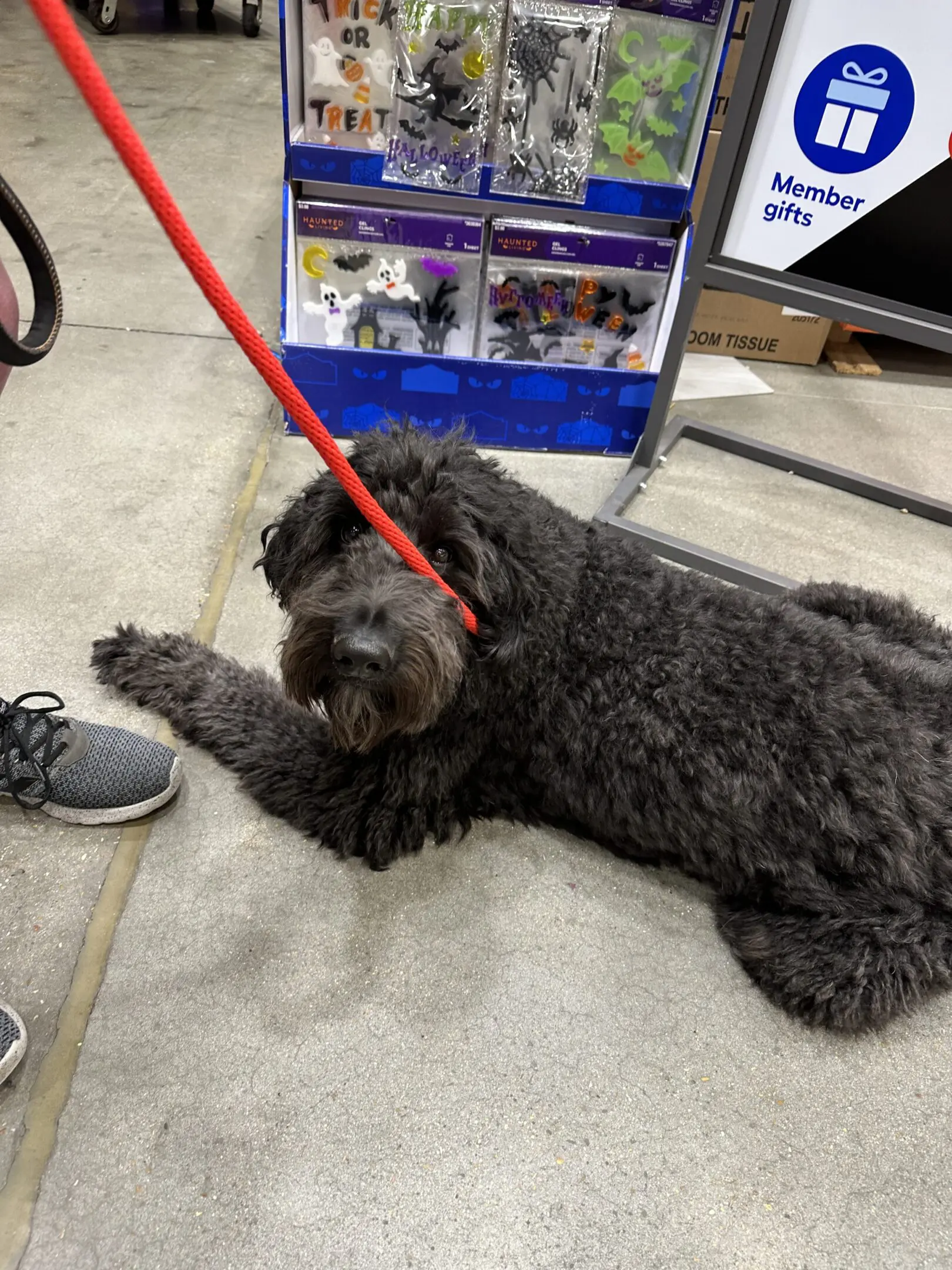A fluffy dog lying on the floor with a red leash.