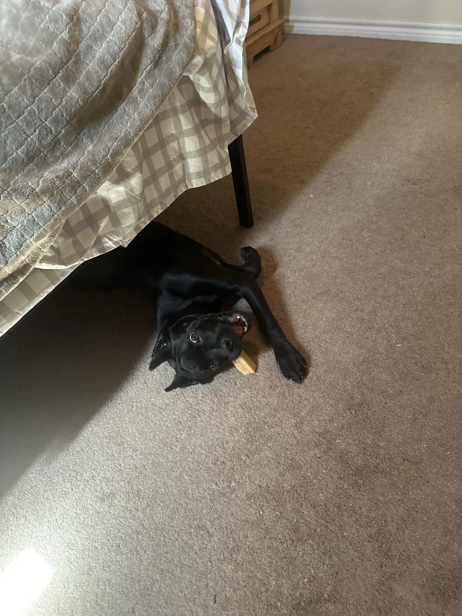 A black cat lying on the carpet under a bed.