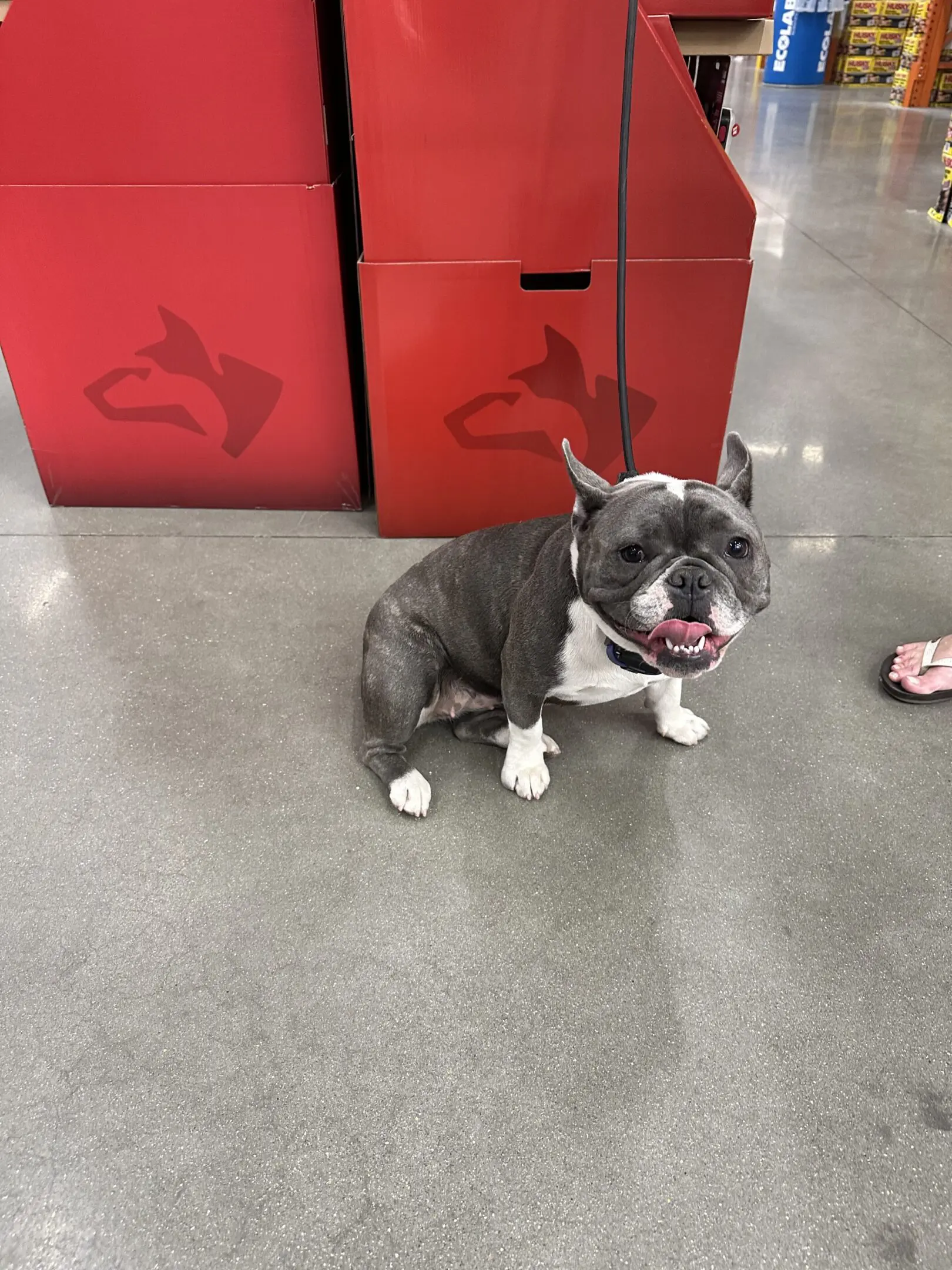 A happy French Bulldog sitting on a concrete floor near red arrows.