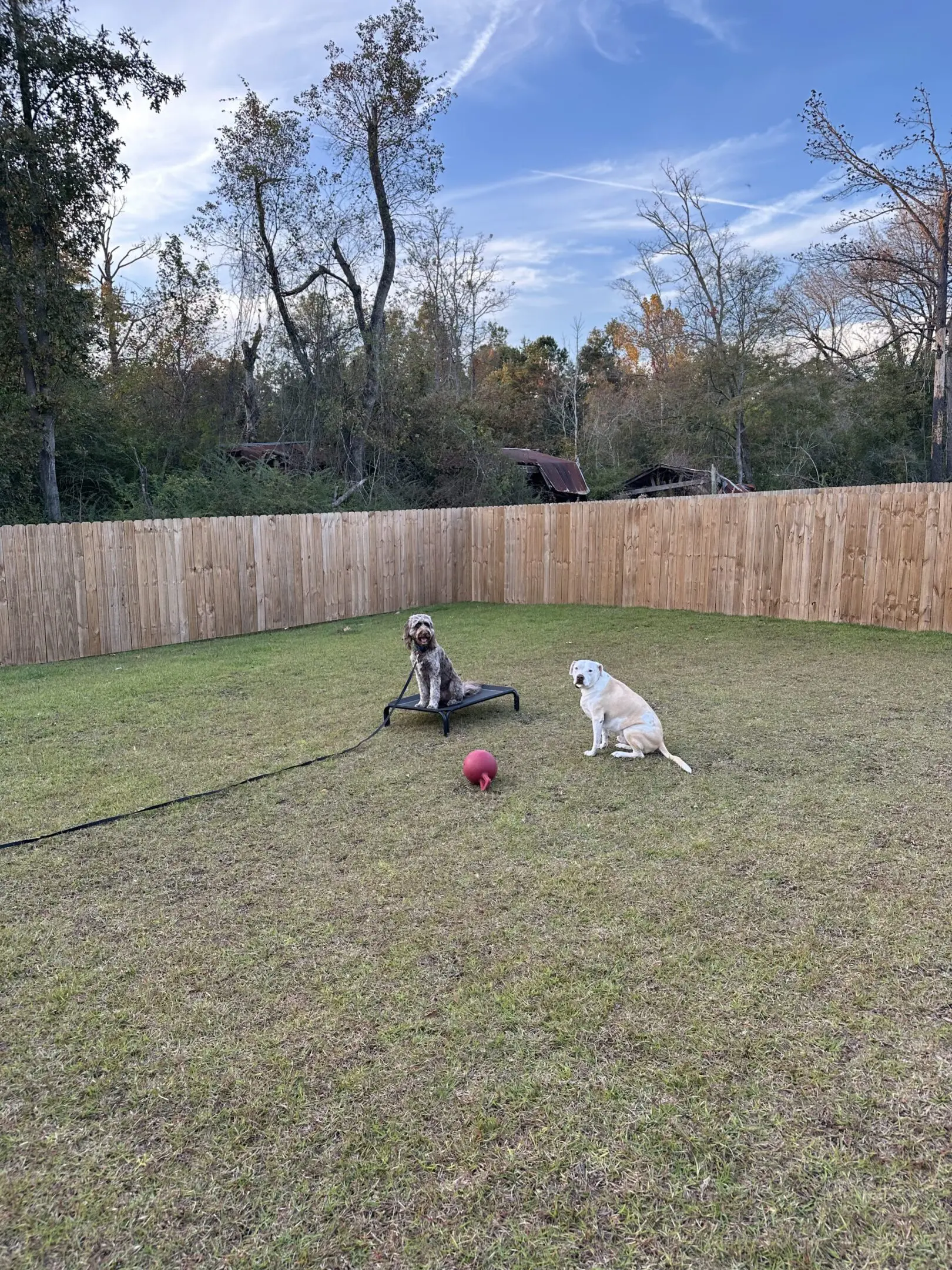 Two dogs sitting in a fenced backyard with toys scattered around.