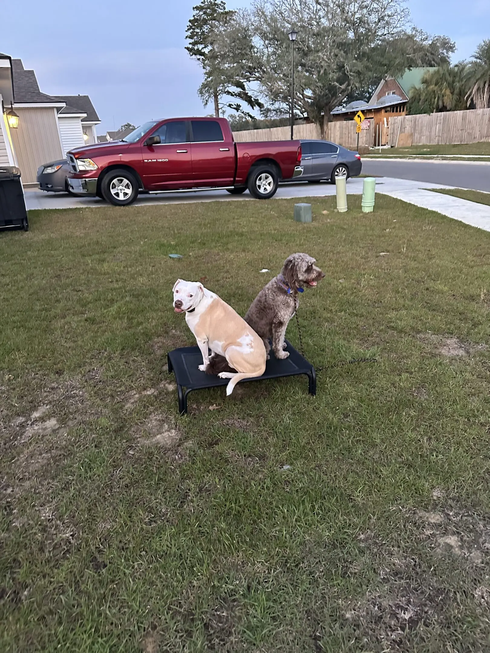 Two dogs sitting on a small black stool in a yard.
