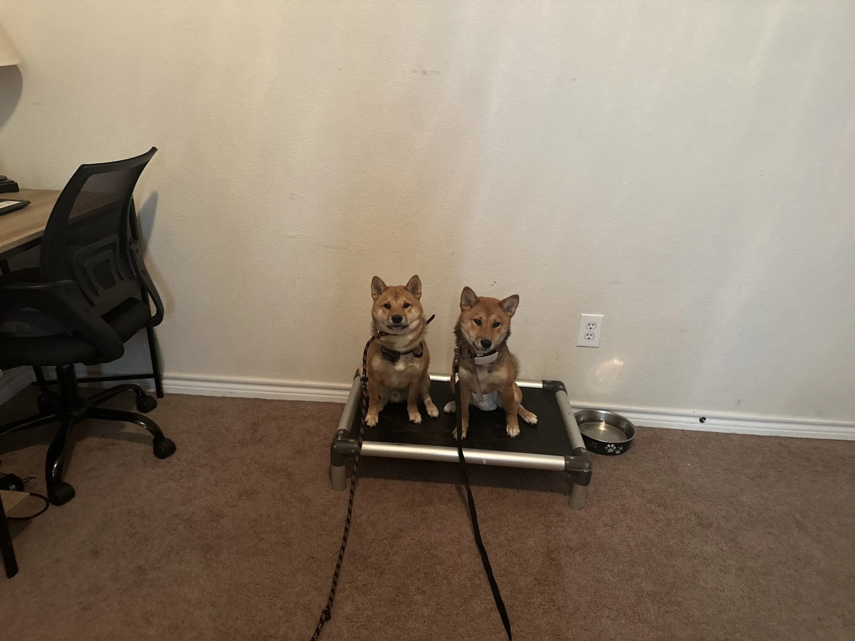 Two small dogs sitting side by side on a black platform against a plain wall.