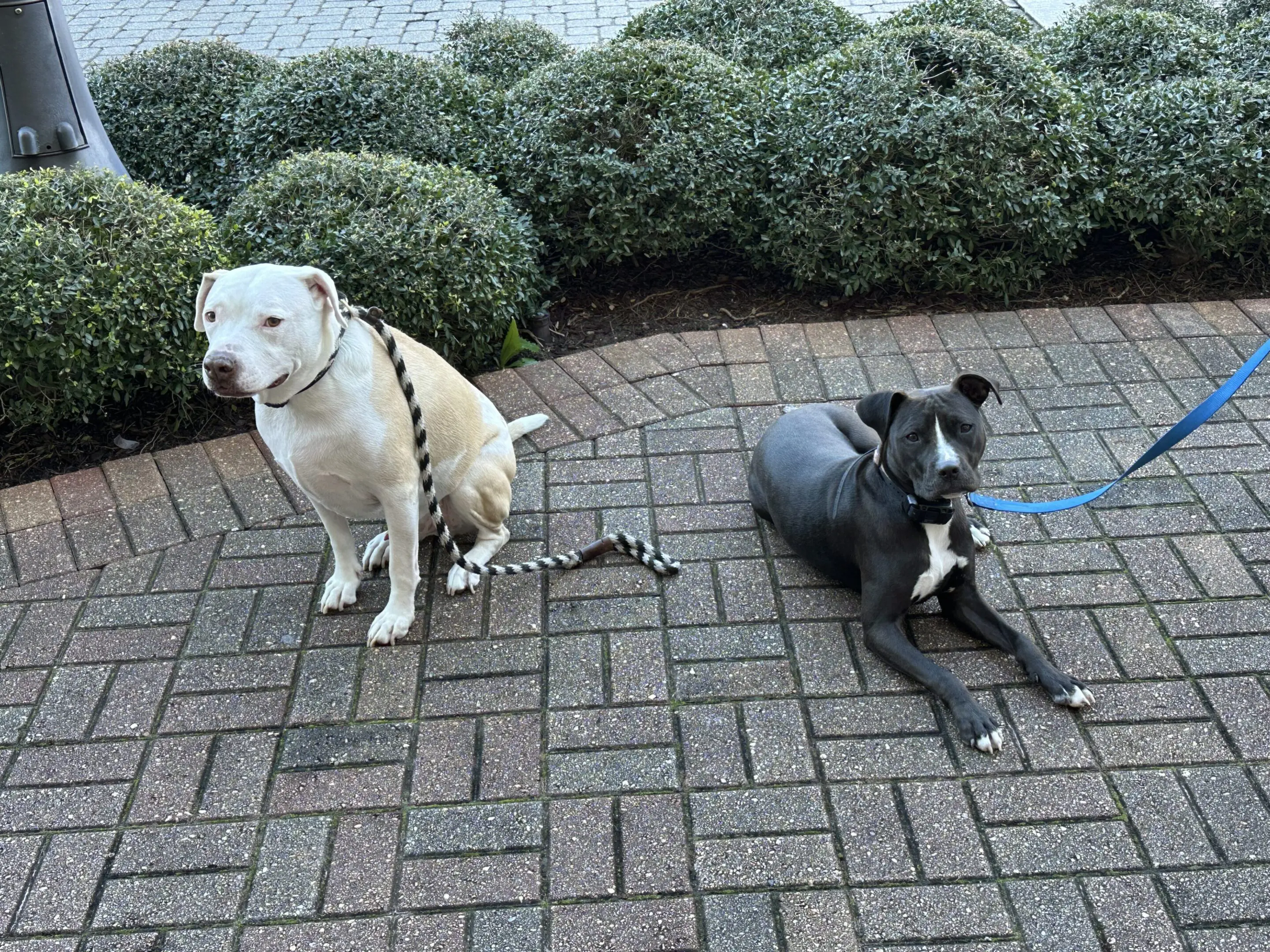 Two dogs sitting on a brick pavement near bushes.