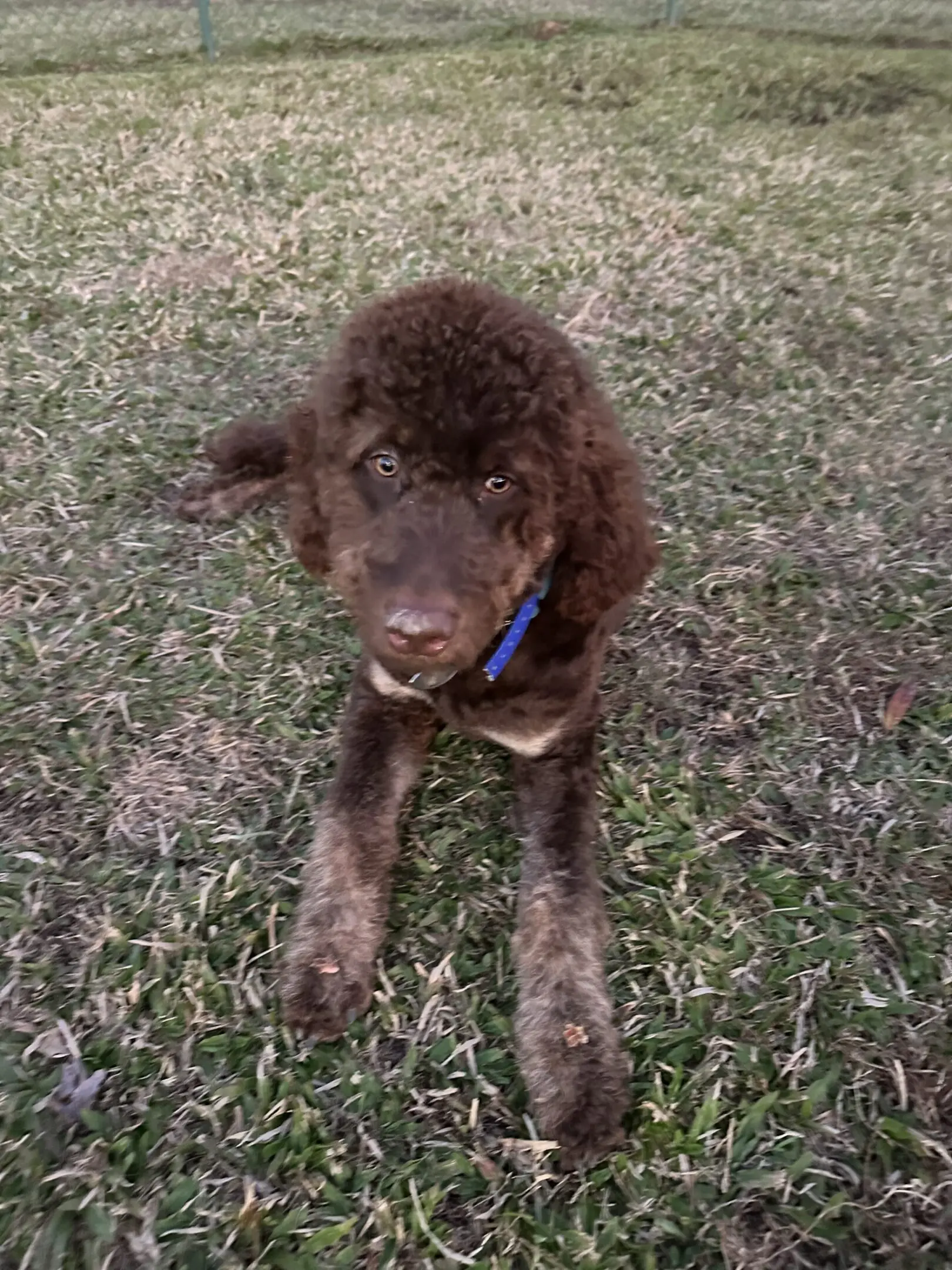 Curly brown puppy lying on grass with a playful expression.