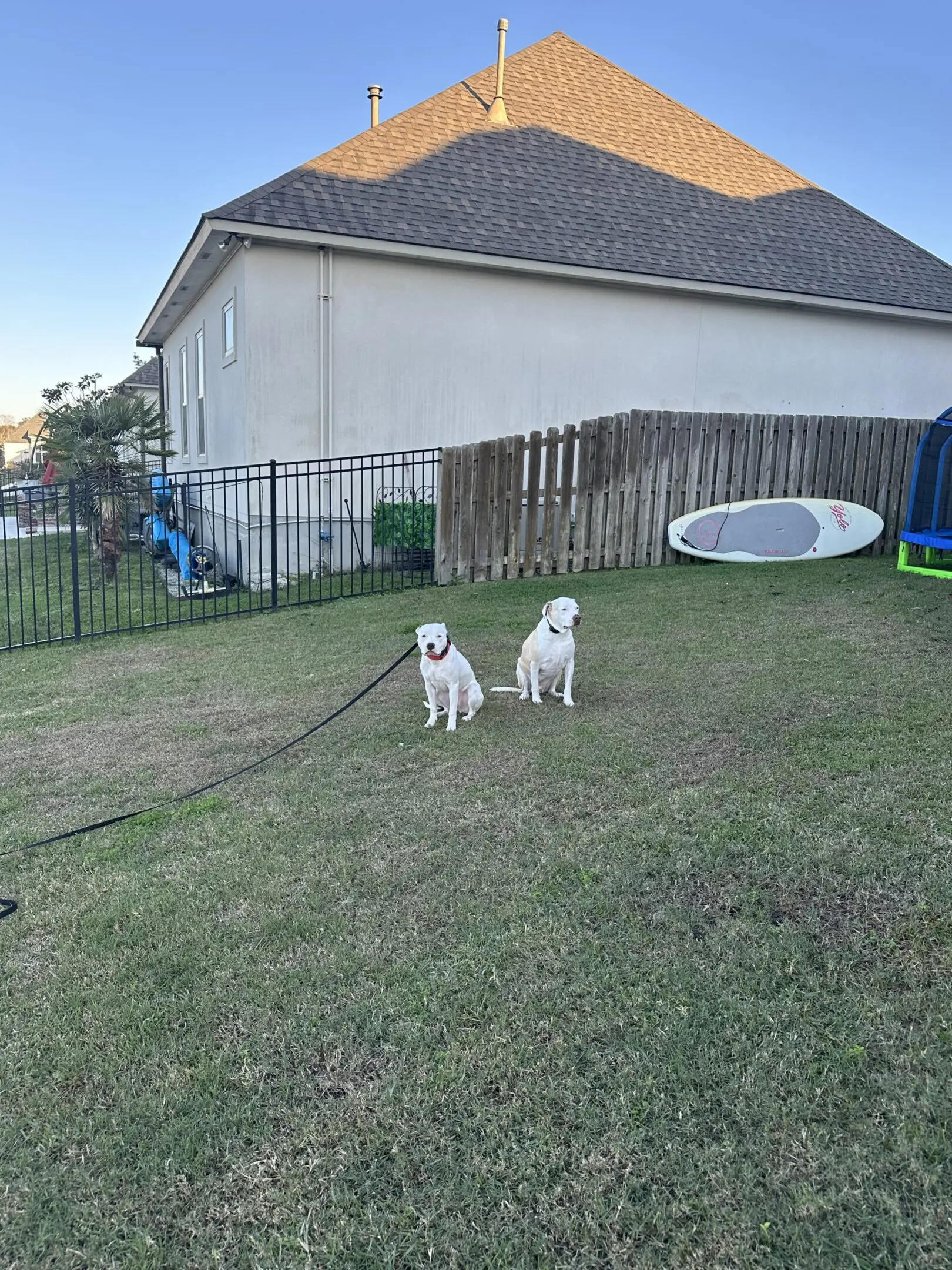 Two small white dogs playing on a grassy hill near a fenced yard.