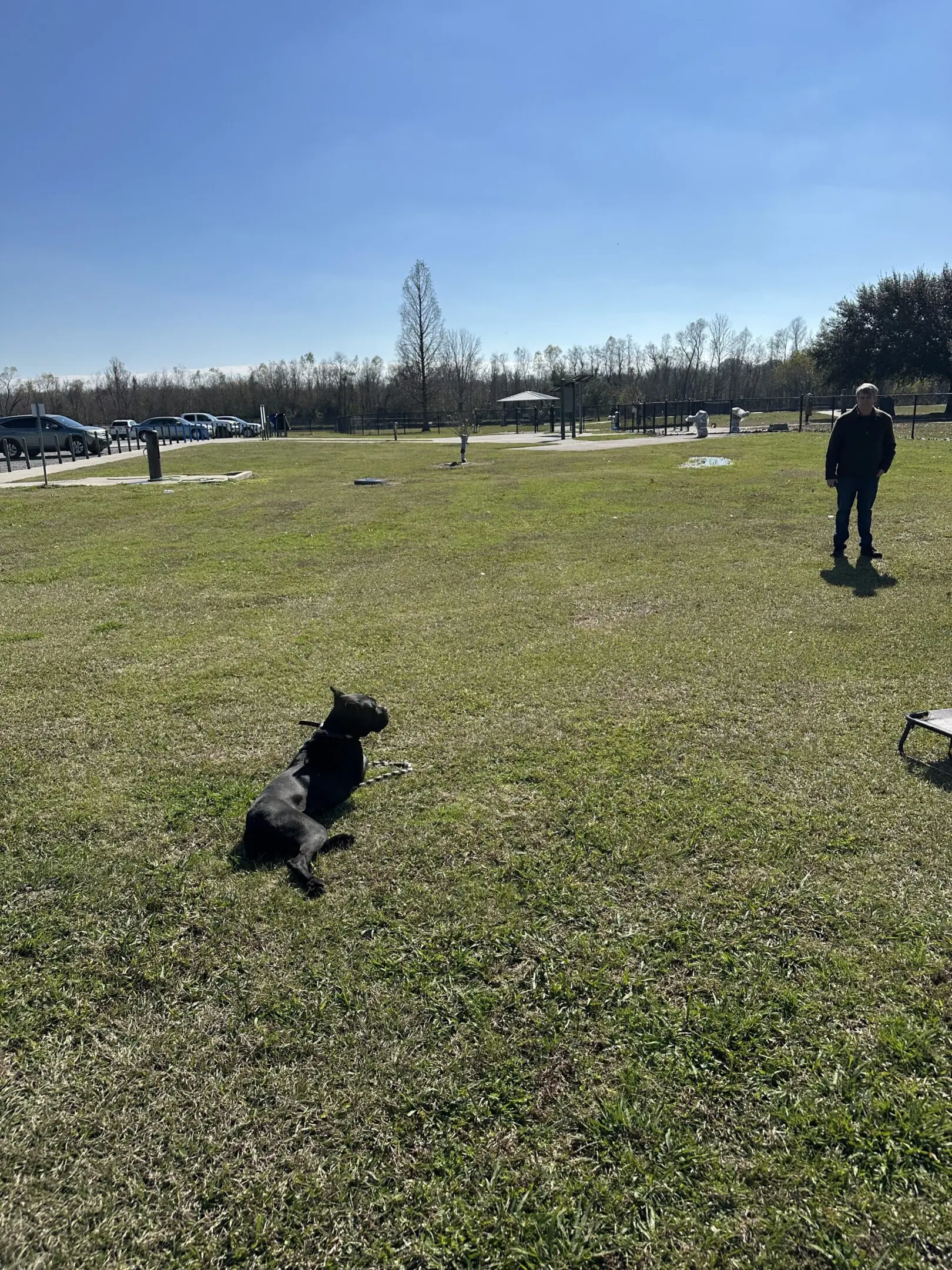 A person and a dog playing frisbee in a sunny park.