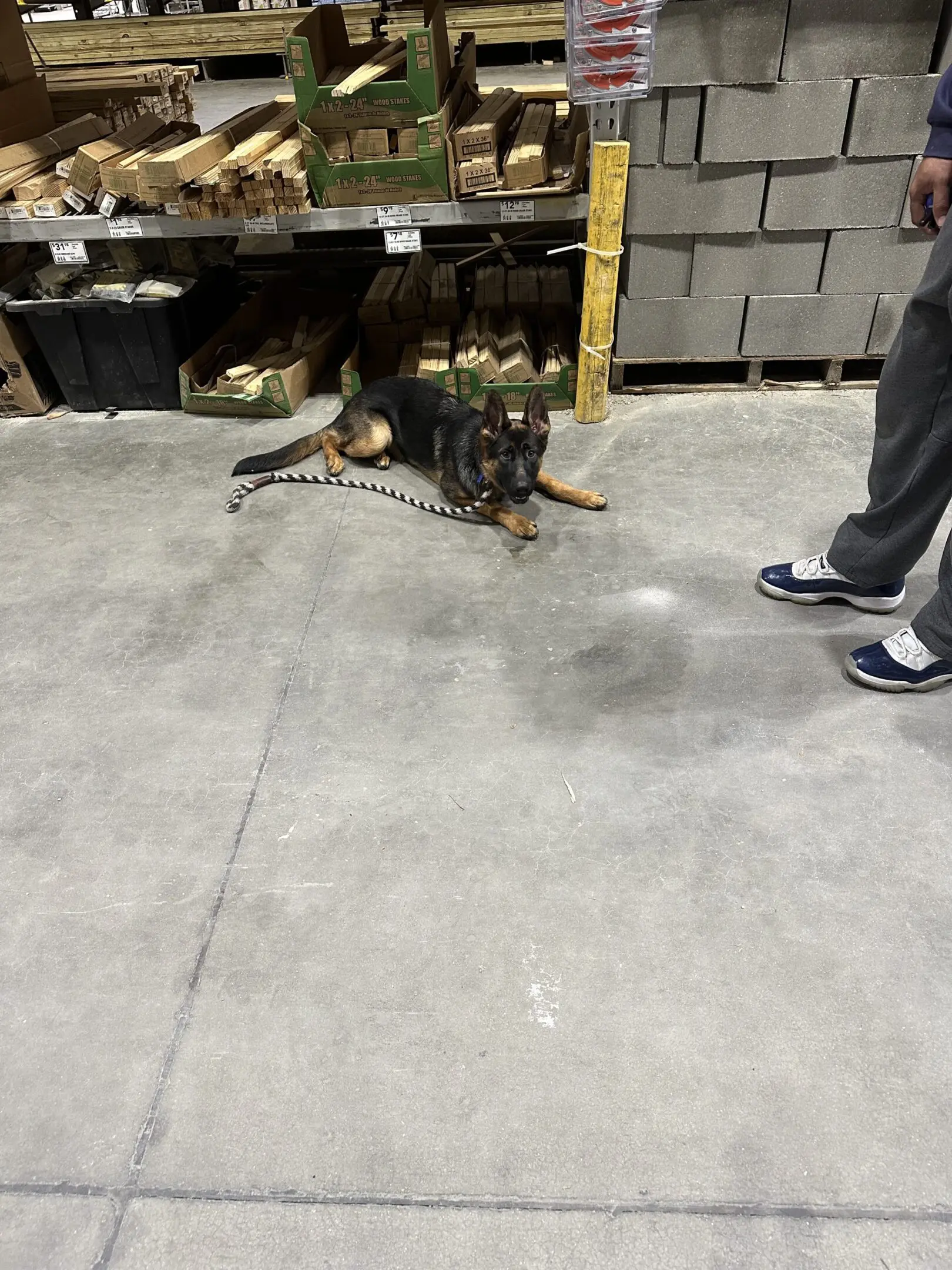 A small dog lying on concrete near a person's feet wearing sneakers.