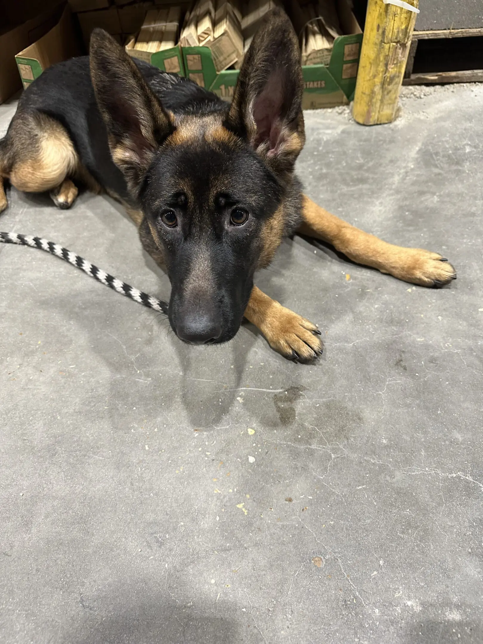 A German Shepherd lying on a concrete floor looking intently.