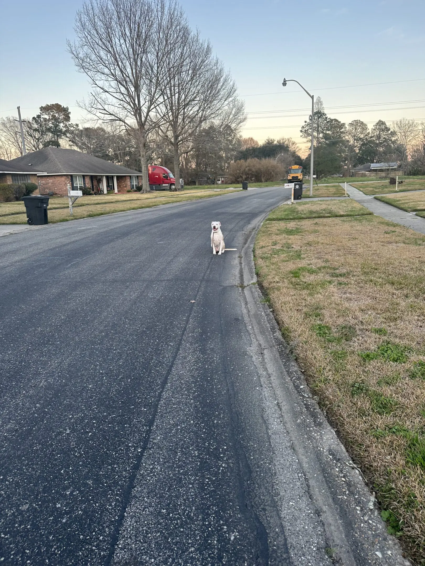 A small white dog standing on a suburban street during sunset.