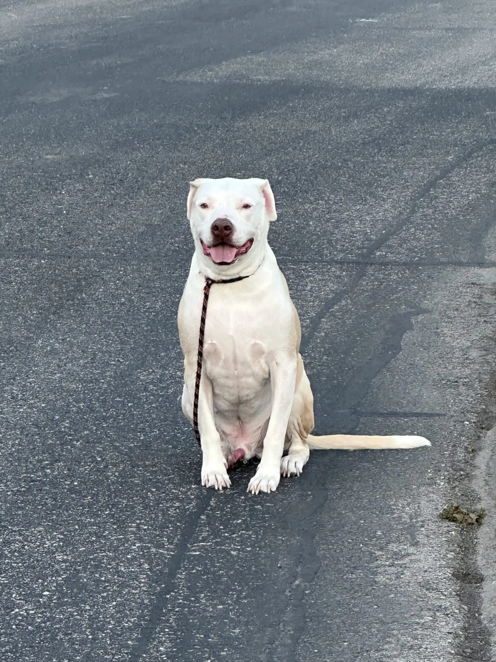 White dog sitting calmly on asphalt with a leash.