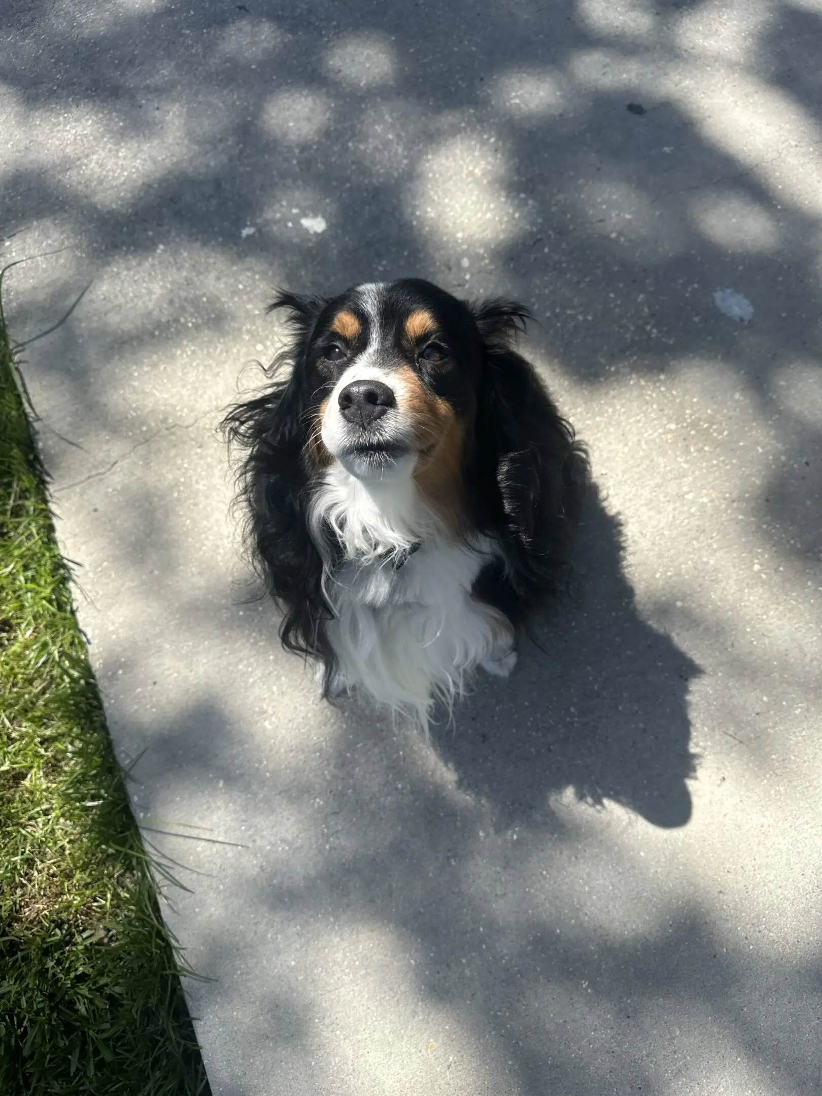 A Bernese Mountain Dog sitting on a sidewalk in sunlight.